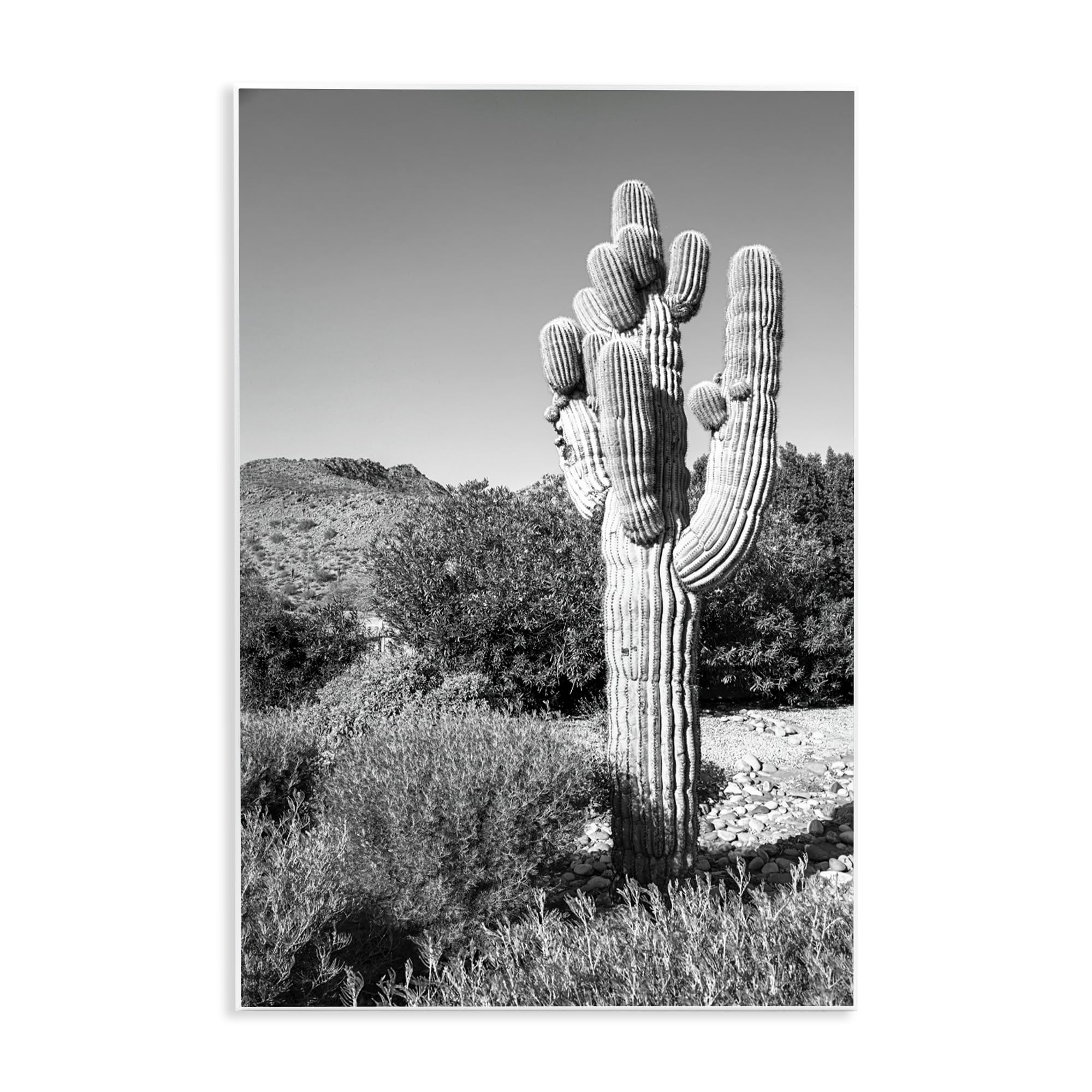 Thick Desert Cactus, 10 x 15 Inch Mounted Print on Wall Plaque