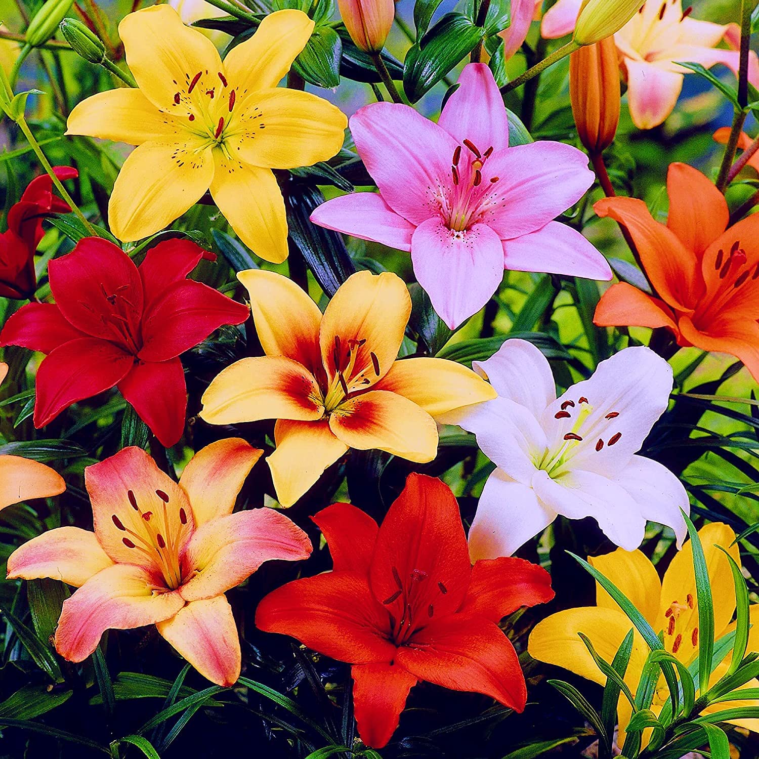 lily Udanta Asiatic Lily Flower Bulbs For Winter Season Dynamix 1pc Red