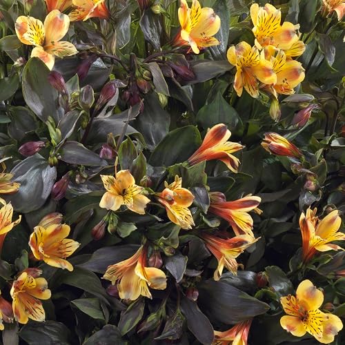Alstroemeria Summer Breeze Peruvian Lily Plant - Summer Flowering Alstroemeria