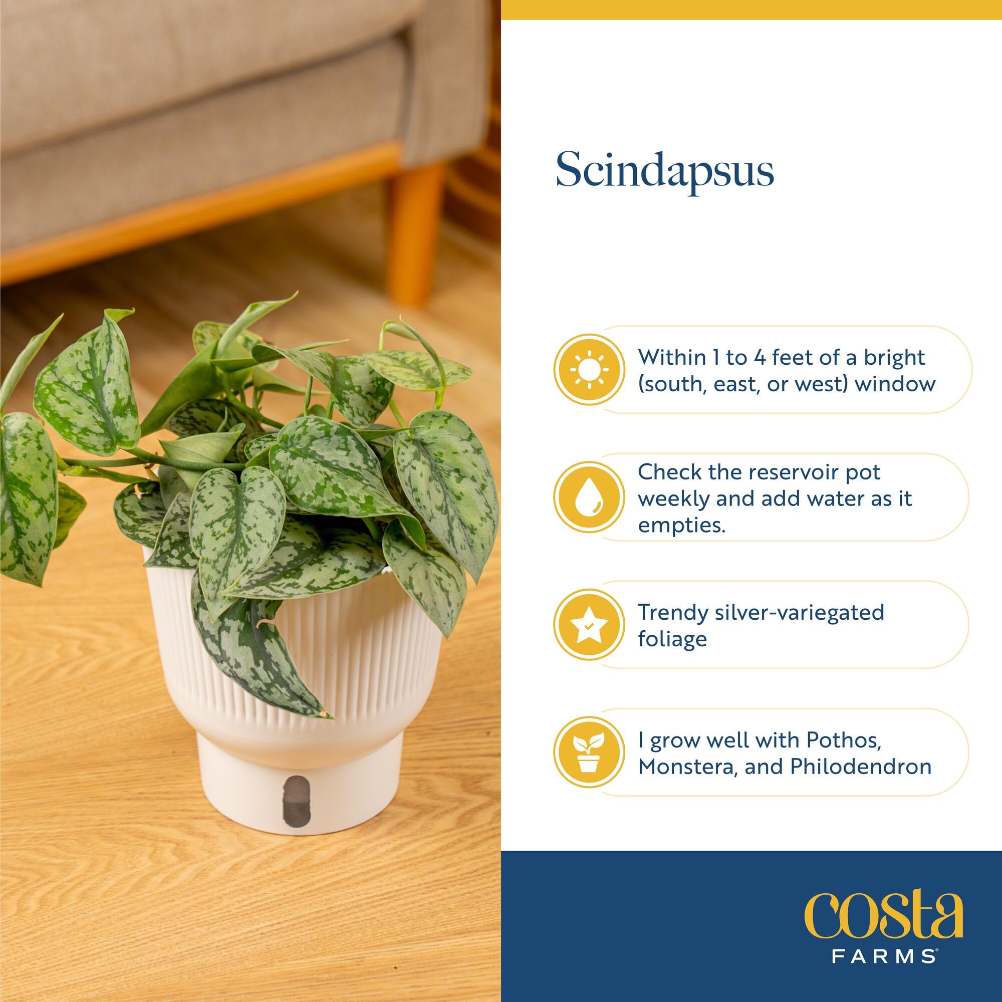 Amazon.com : Costa Farms Scindapsus Platinum Java Live Plant in