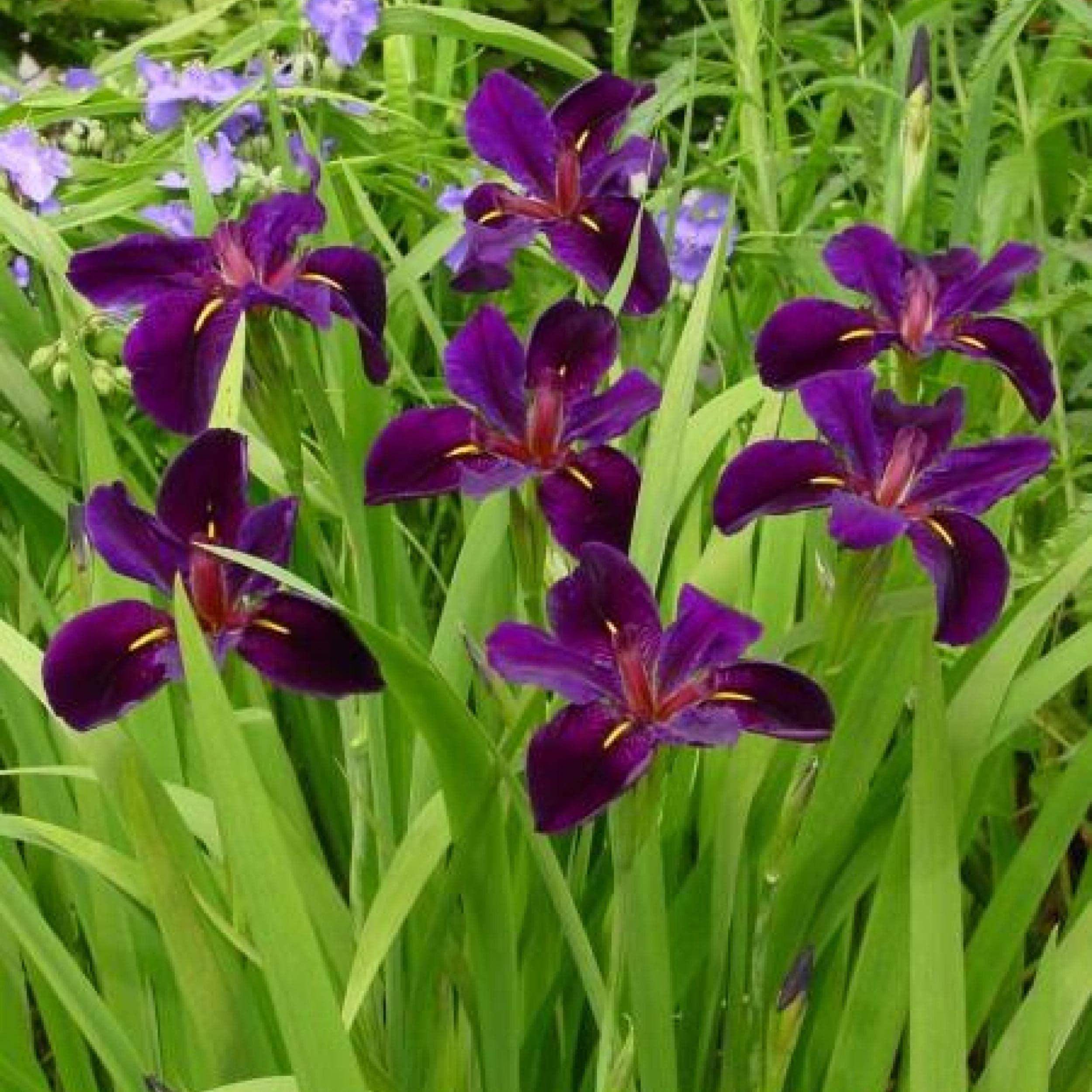 Iris 'Black Gamecock'