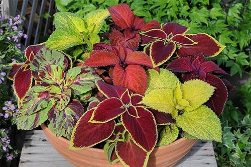 Miniatura 6 de Semillas Coleus Exotic Mix - Flores anuales para plantar - Sin OMG