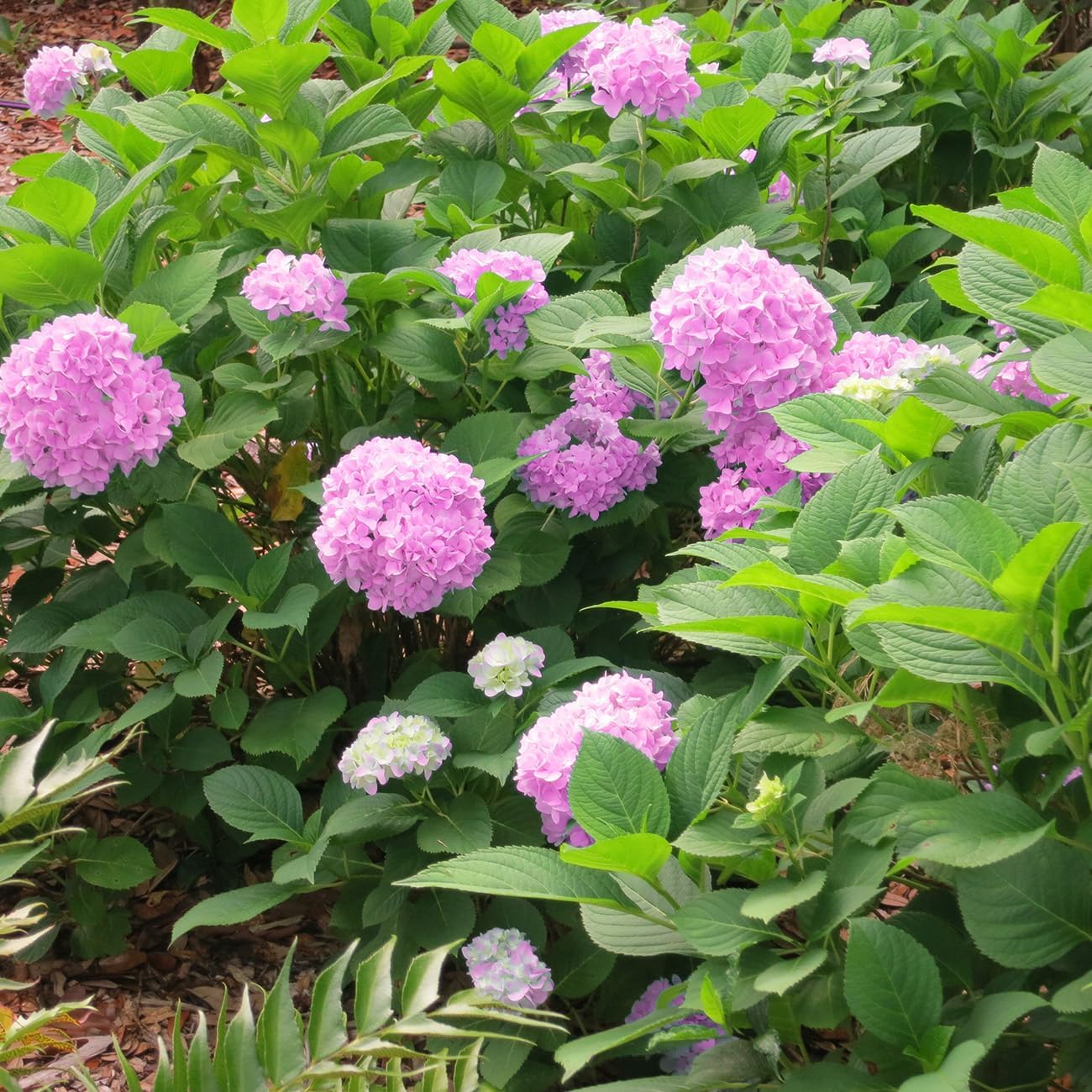 Perfect Plants Penny Mac Hydrangea in 1 Gallon Growers Pot | Award Winning Flowering Shrub