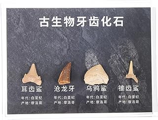 SOLUSTRE 1 Caixa De Decoração Para Casa Adornos De Pedra Pedra Natural Espécime Decoração De Mesa Ferramenta De Ensino Decoração Doméstica Decoração De Pedra Adorável Pedra Irregular Osso