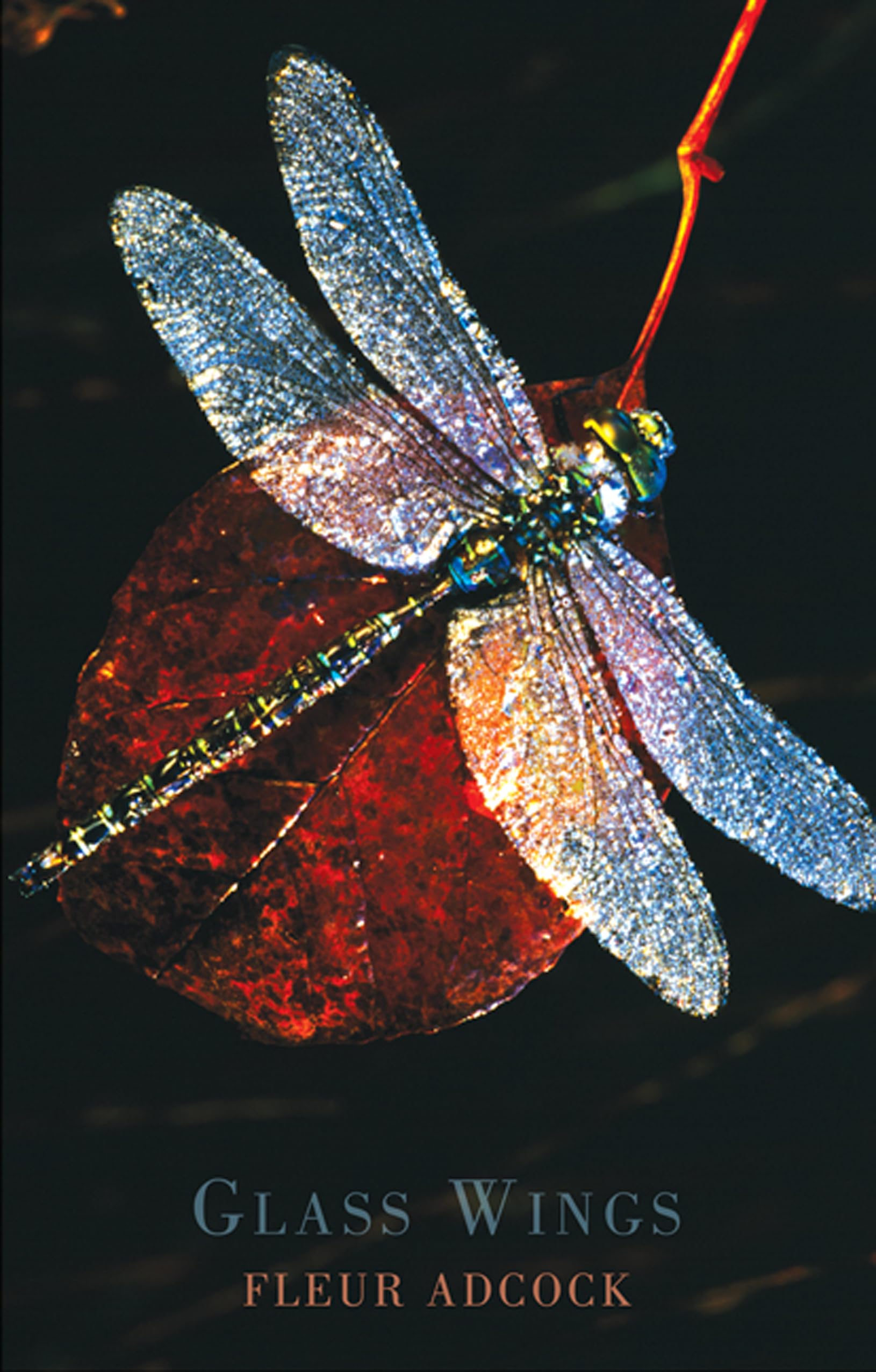 Glass Wings by Adc*ck  New 9781852249731 Fast Free Shipping^*