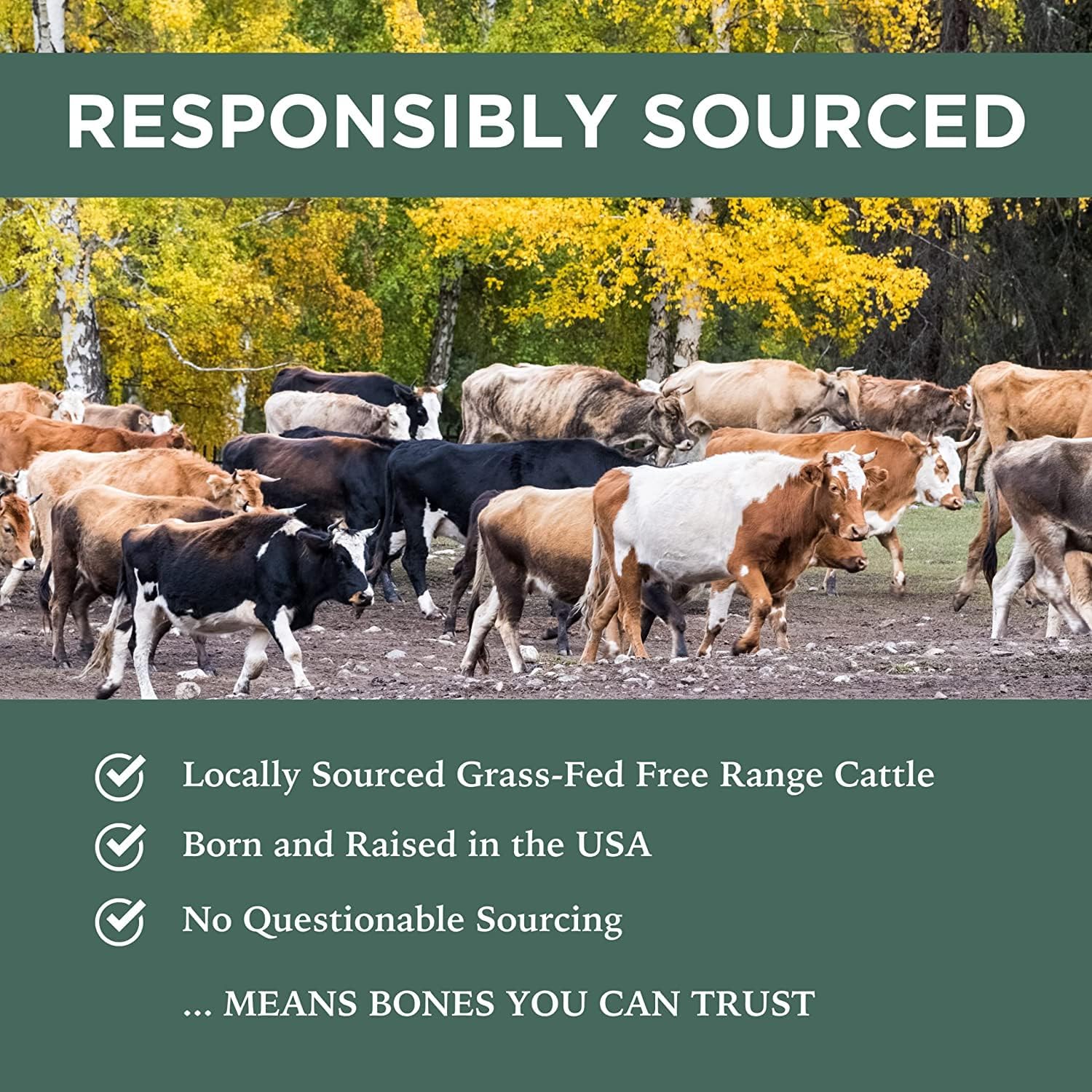 K9 Connoisseur Single Ingredient Dog Bones Made in USA for Large Breed Aggressive Chewers Natural Long Lasting Meaty Mammoth Marrow Bundled with Natural Marrow Filled Dynamo Bone Chew Treats