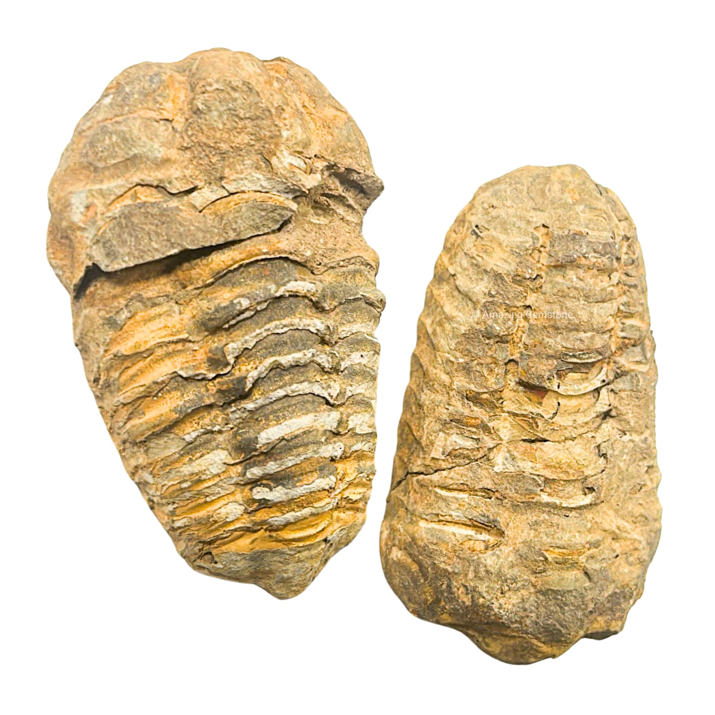 Trilobite Fossil - 2