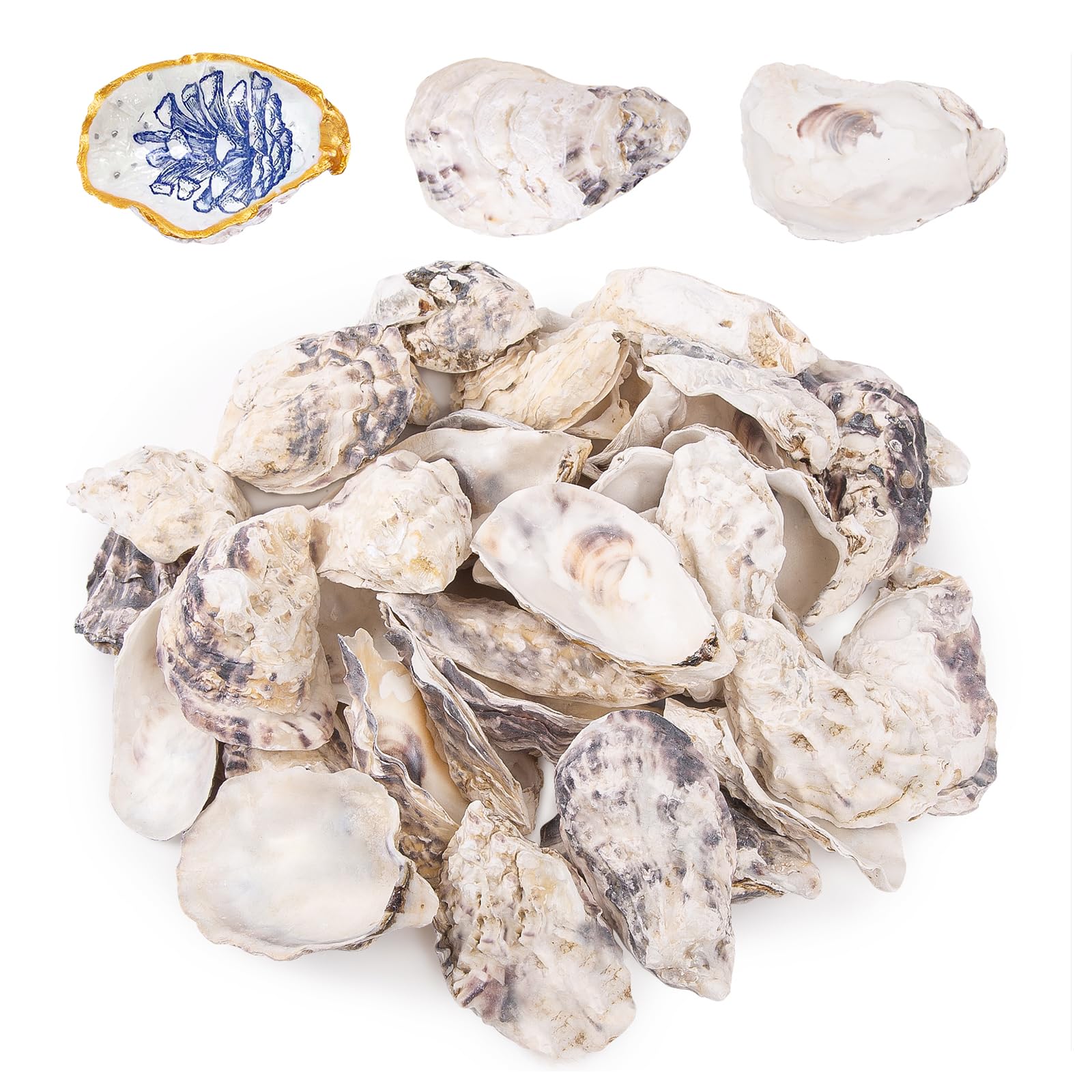 QEQEKAKA 25PCS Oyster Shells 3