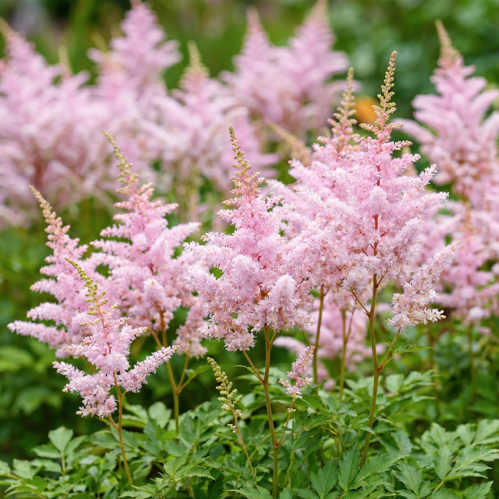 Green boutiQ - Stauden - Astilbe (J) Europa - Prachtspiere - Schatten - Rosa - 24 Pflanzen - Topf 11cm - Höhe 15-25cm
