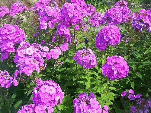 Alto Púrpura Phlox Paniculata Jardín Verano Nativo Colibrí Flor jocad (10 Semillas)