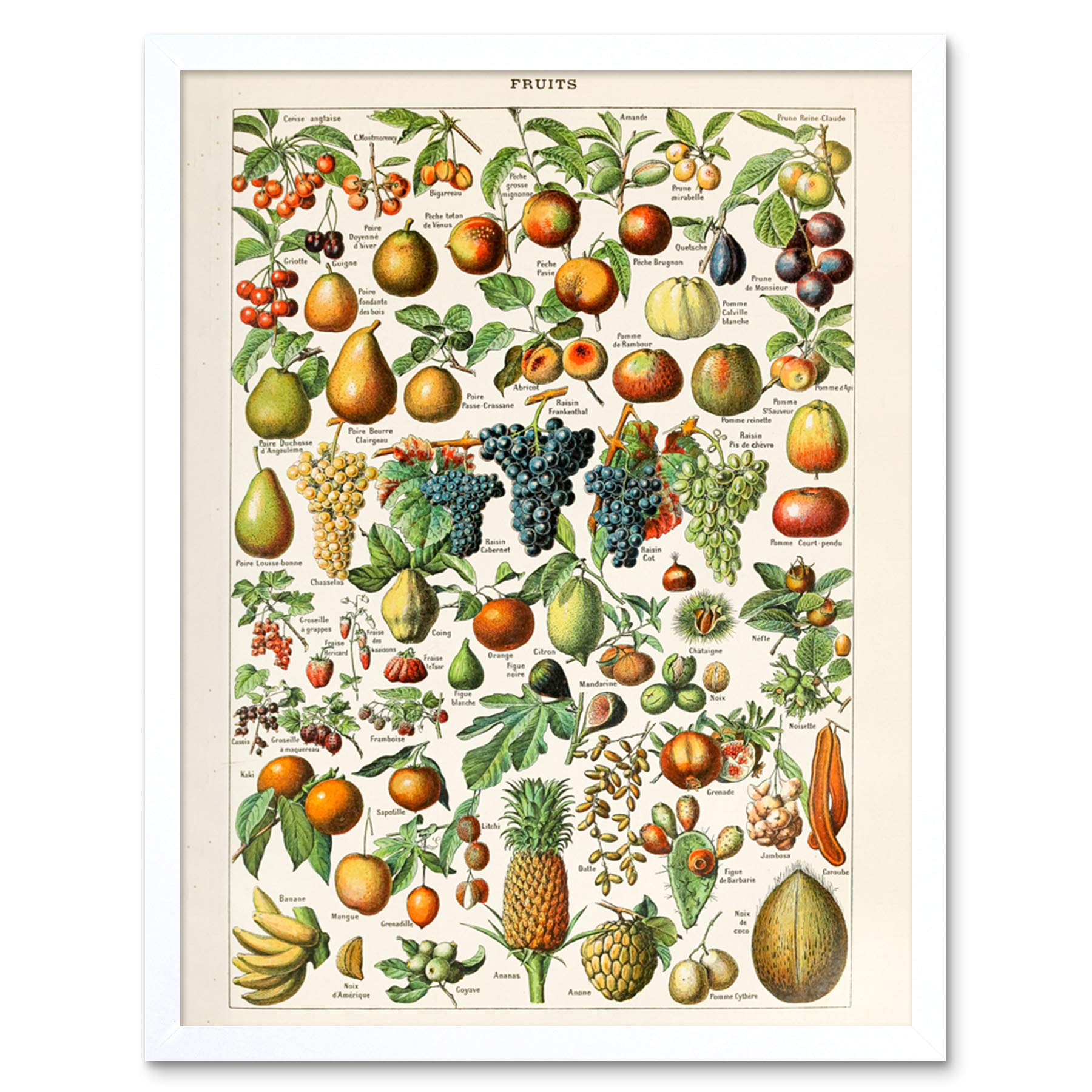 Artery8 Millot Encyclopedia Page Molluscs Shells Art Print Framed Poster Wall Decor 12x16 inch — view 35