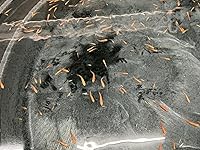 Review Image by ED Curran ED Curran