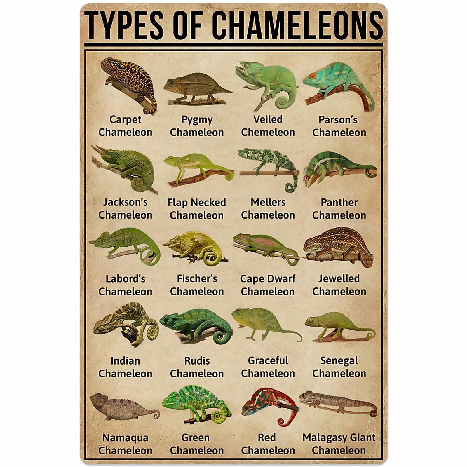 C-03 Chameleons Types Posters Animal Science Wall Decor Metal Signs Chameleon Knowledge Home Decor Room Decor Club Retro Printing Plaque 12X17 Inches