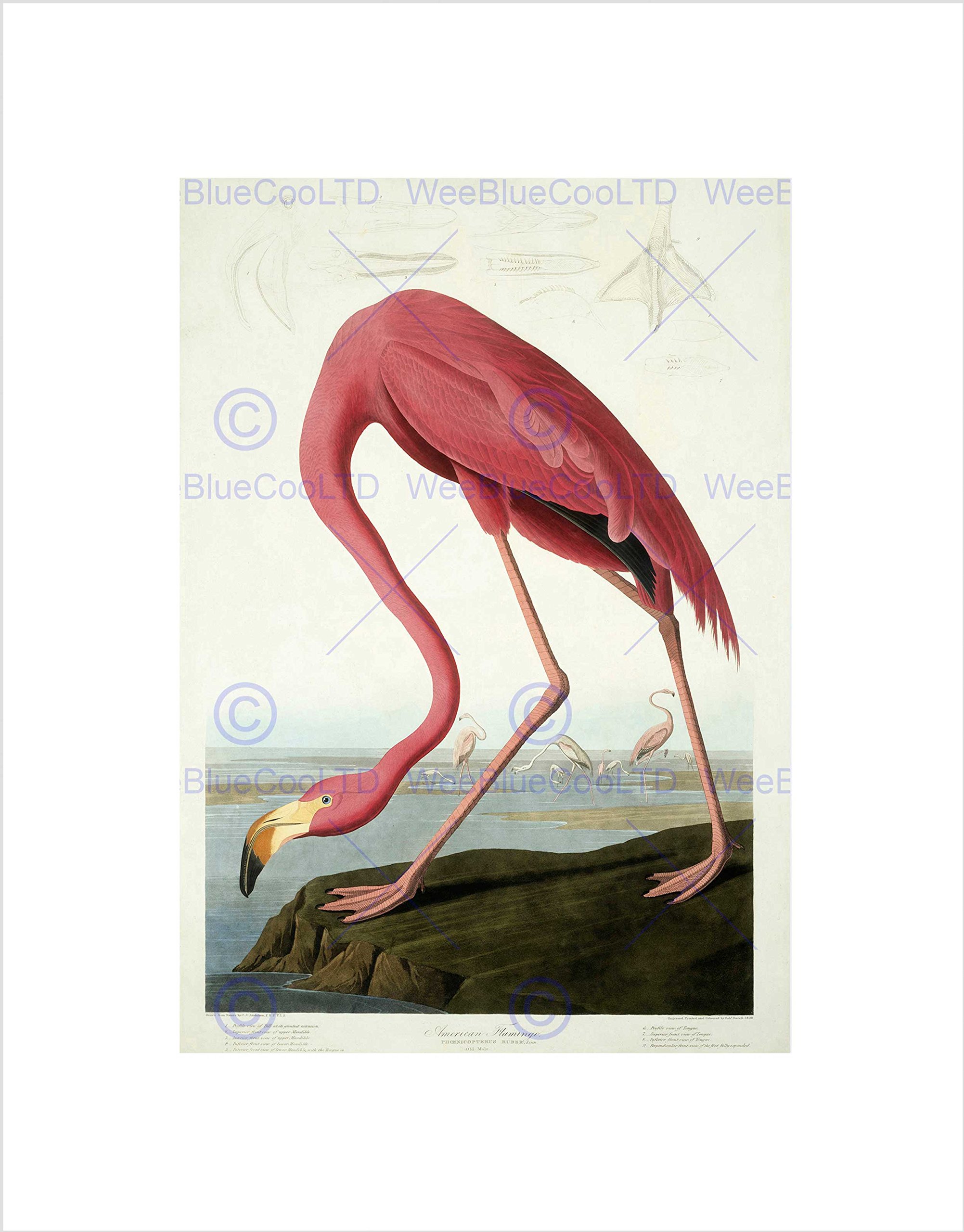 Wee Blue Coo Audubon American Flamingo Wall Art Print