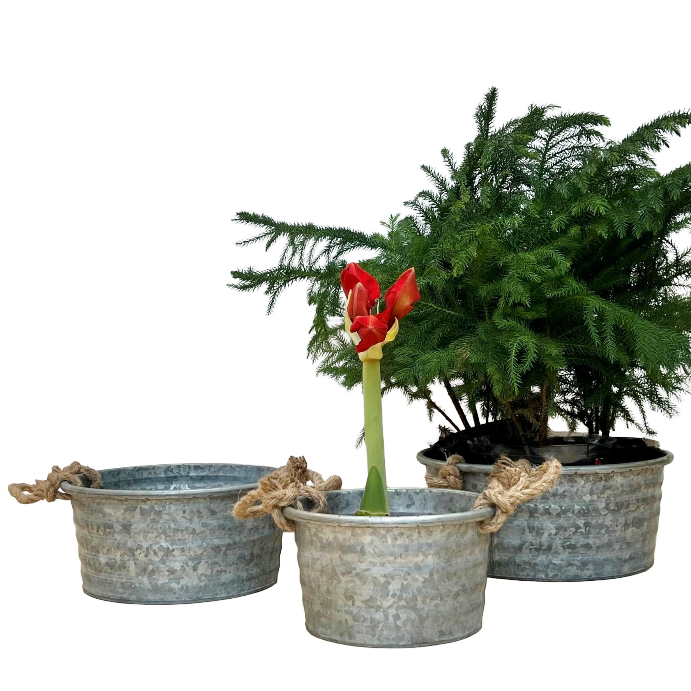 Farmers Market Chubby Tub Planters, Set of 3, Rope Handles, Galvanized Iron/Zinc, Rolled Top, Corrugated Sides, Rustic Country Style Containers, 12.5, 10.75, and 8.75 Inches
