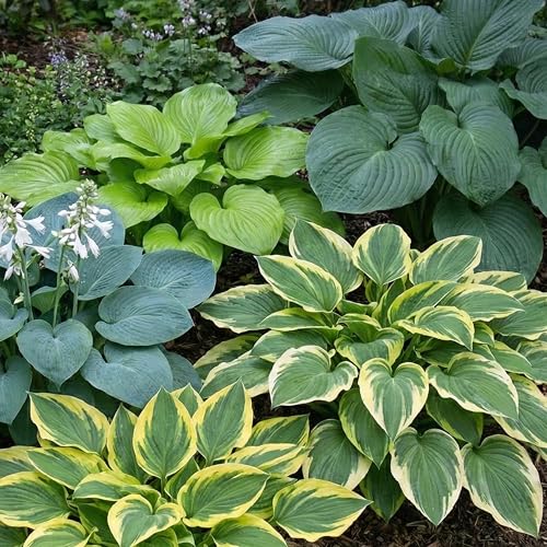 Géantes Collection Hosta