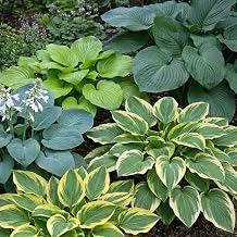 Hosta Plant Hardy - Hosta Giant Collection | 5 roots, perennials hardy, mix of 5 hybrids, plants from Holland (no seeds, bulbs and not artificial)