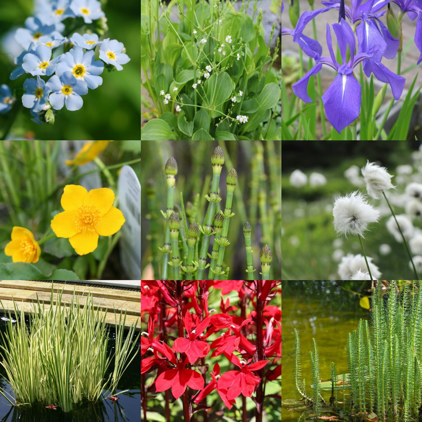 Carbeth Plants 4 x Marginal Pond Plant Mix for Small Ponds in 9cm Pots