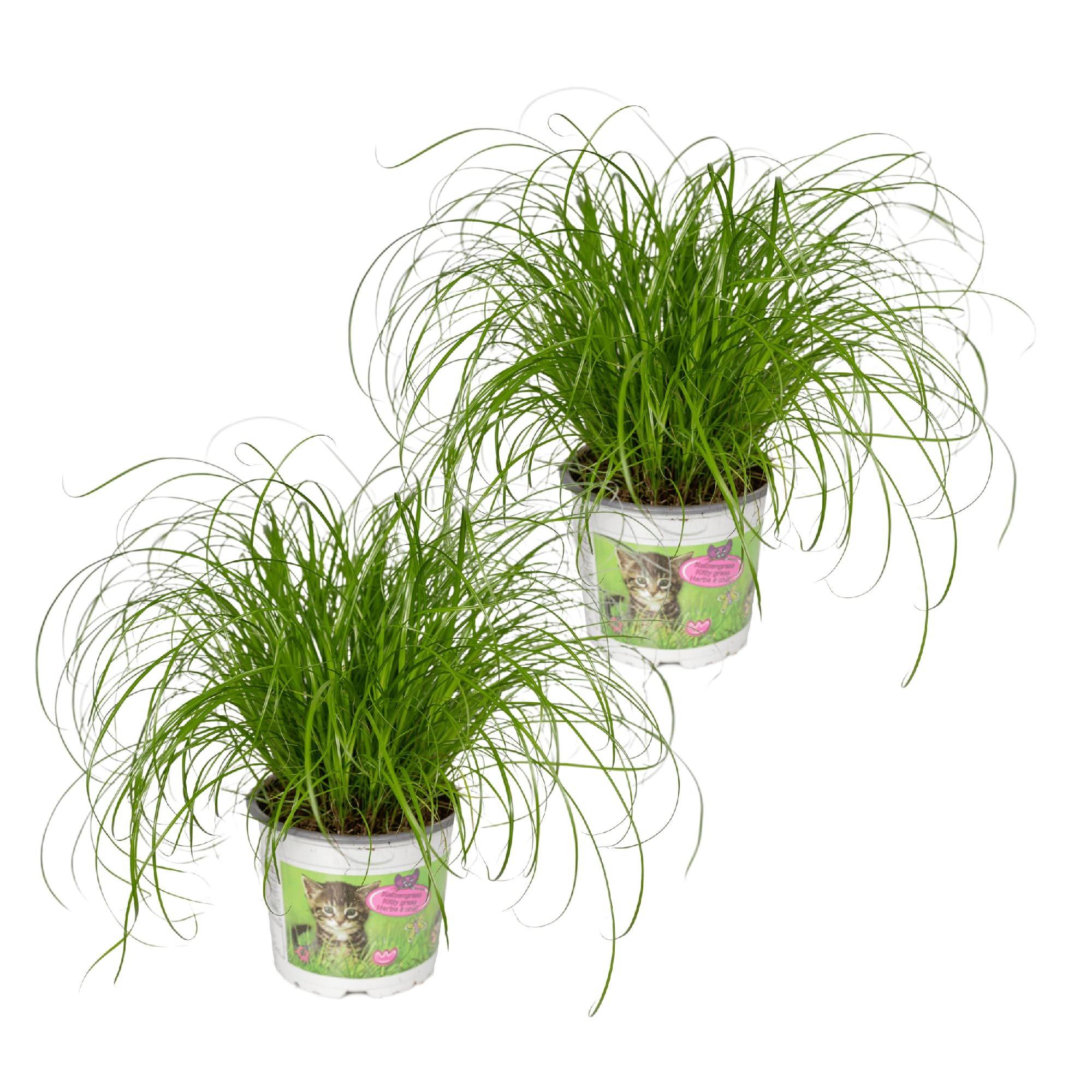 Erba Gatta Cyperus Alternifolius, per Gatti, Verde, Set da 2, Ø12cm