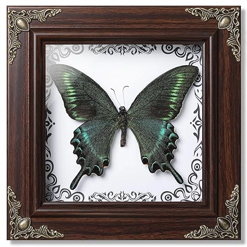 TOHTOFN Real Papilio maackii Butterfly Preserved Framed - 6.8x6.8 Inch Handcrafted Insect Specimen Shadow Box, Forest Green Queen Butterfly Gothic Home Decor for Christmas Halloween Birthday Gifts - I-alpine Black Swallowtail Butterfly