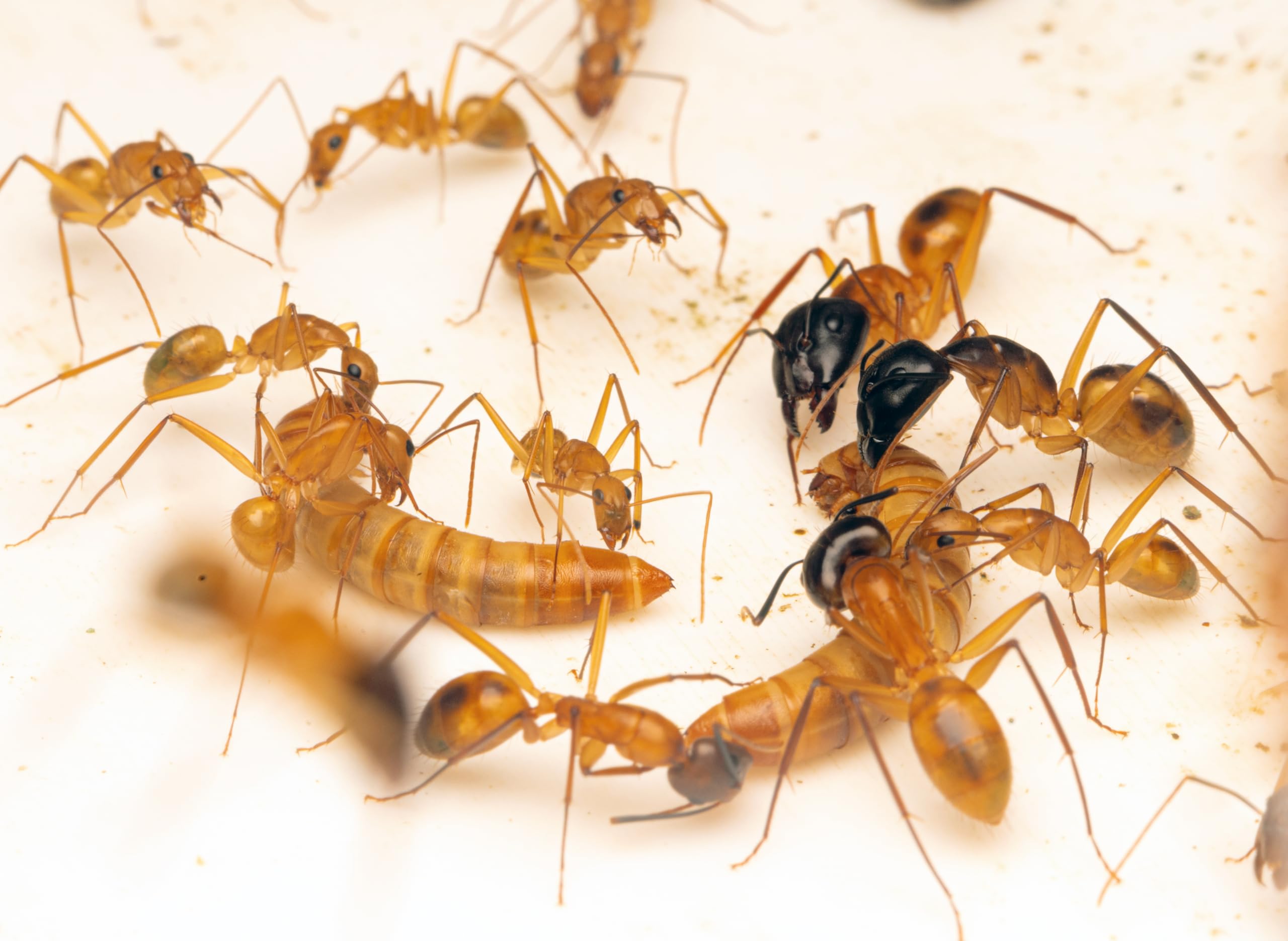 AntHouse Tenebrio Molitor – Ración Pequeña 150-200 Unidades – Gusanos de Harina Vivos para Hormigas y Mascotas – Alta Proteína Natural – Resistentes, Fáciles de Criar Caza - 4