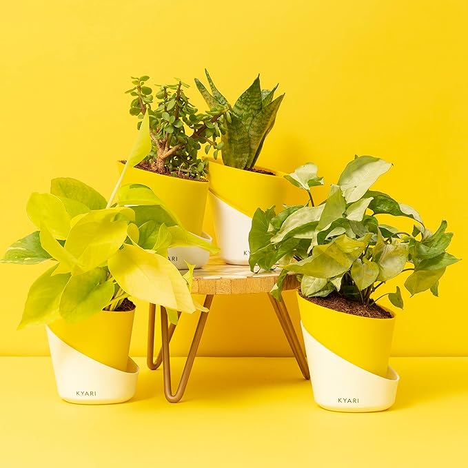 Kyari Indoor Plants Combo of Jade, Golden Money Plant, Syngonium White
