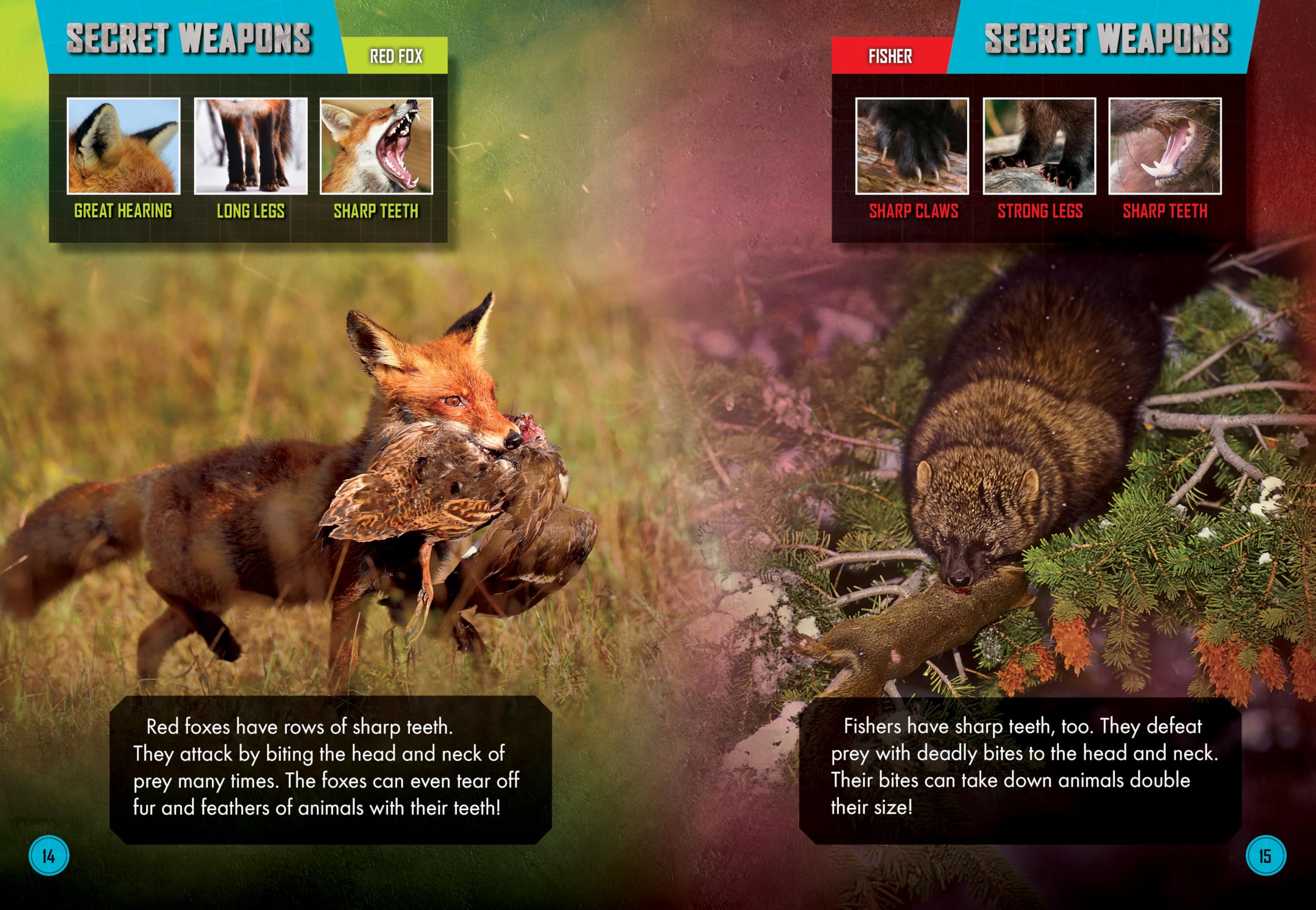 Red Fox vs. Fisher (Animal Battles)