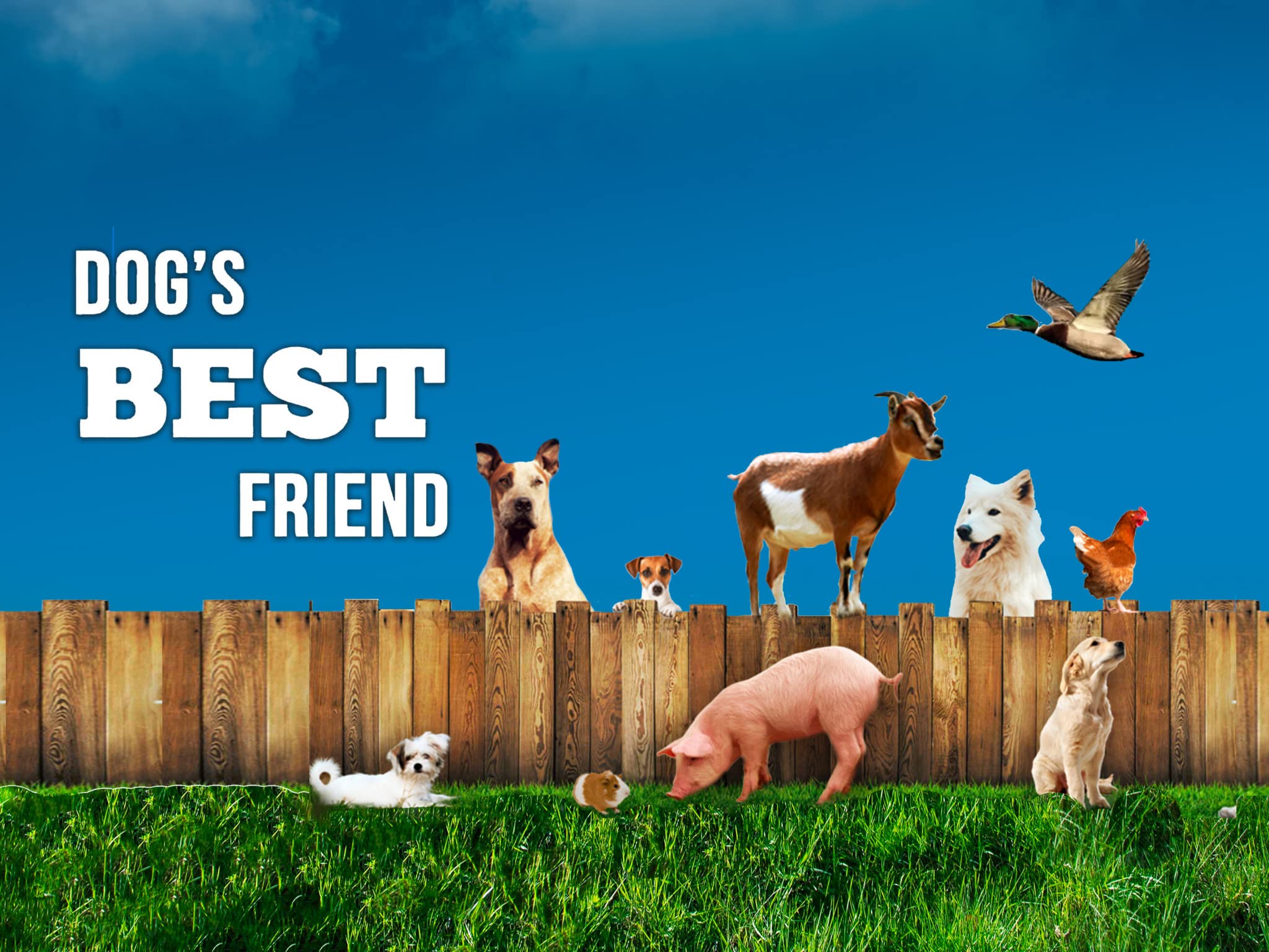 Dog’s Best Friend (Season 1)