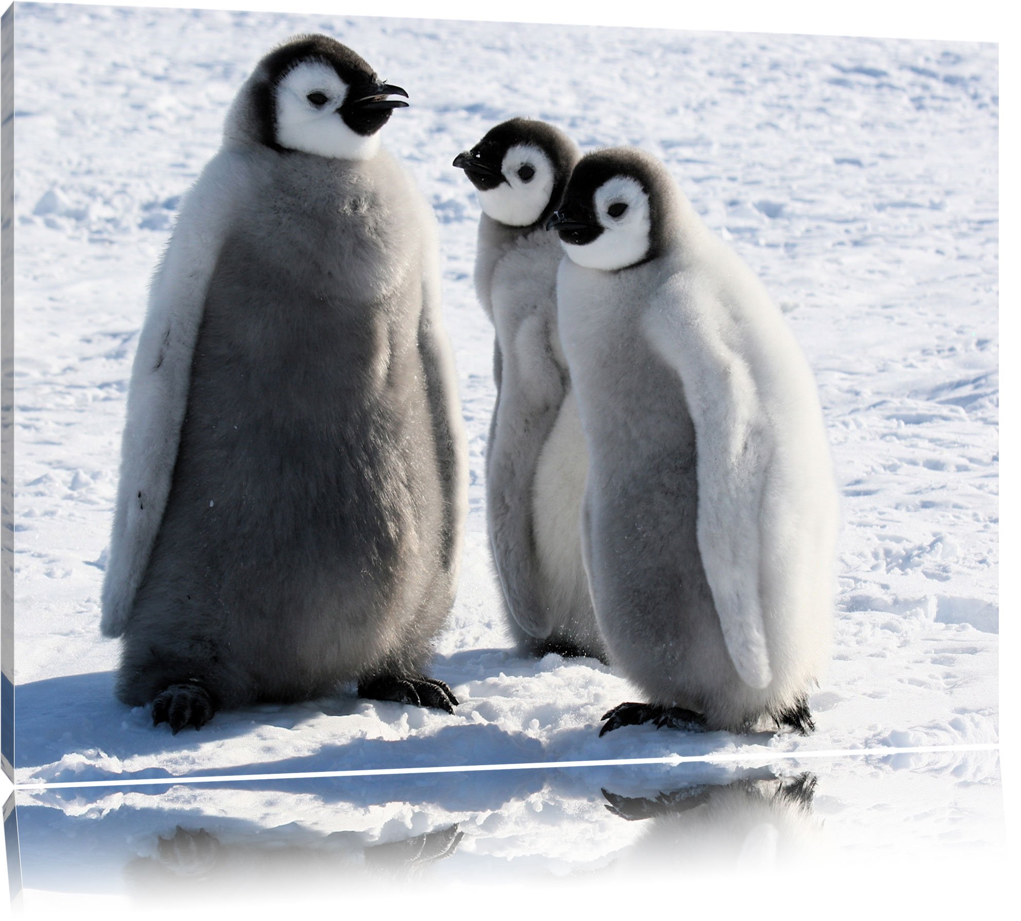 Les caméras de National Geographic ont filmé des bébés manchots dans une  scène peu commune qui pourrait bien devenir de plus en plus courant avec le  réchauffement climatique.🧊🐧 Les jeunes manchots ..., image size:1986x1791