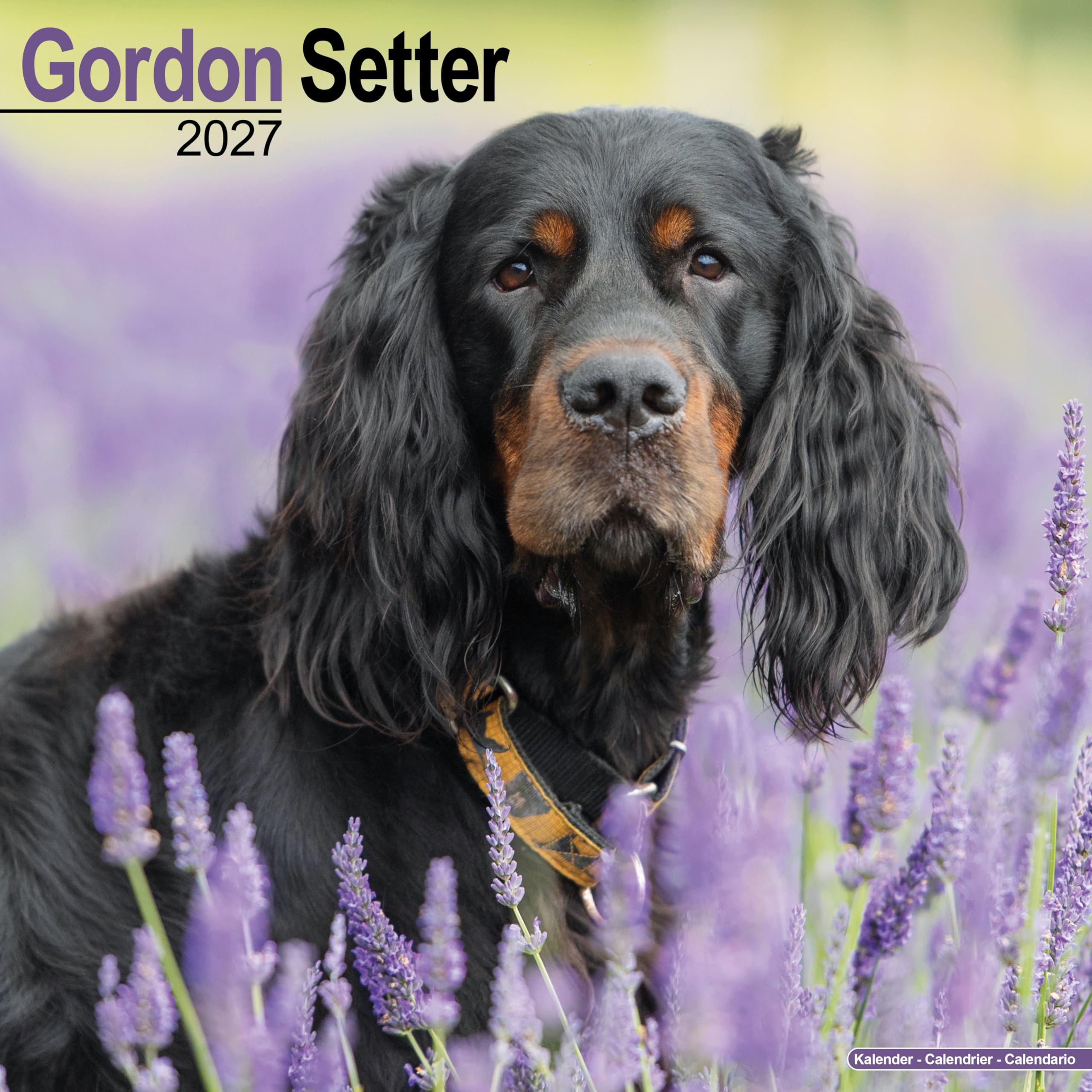 Gordon Setter 2027 Calendar | Square Wall Calendar | Dog Breed Gift | Plastic Free Packaging | by Avonside Publishing