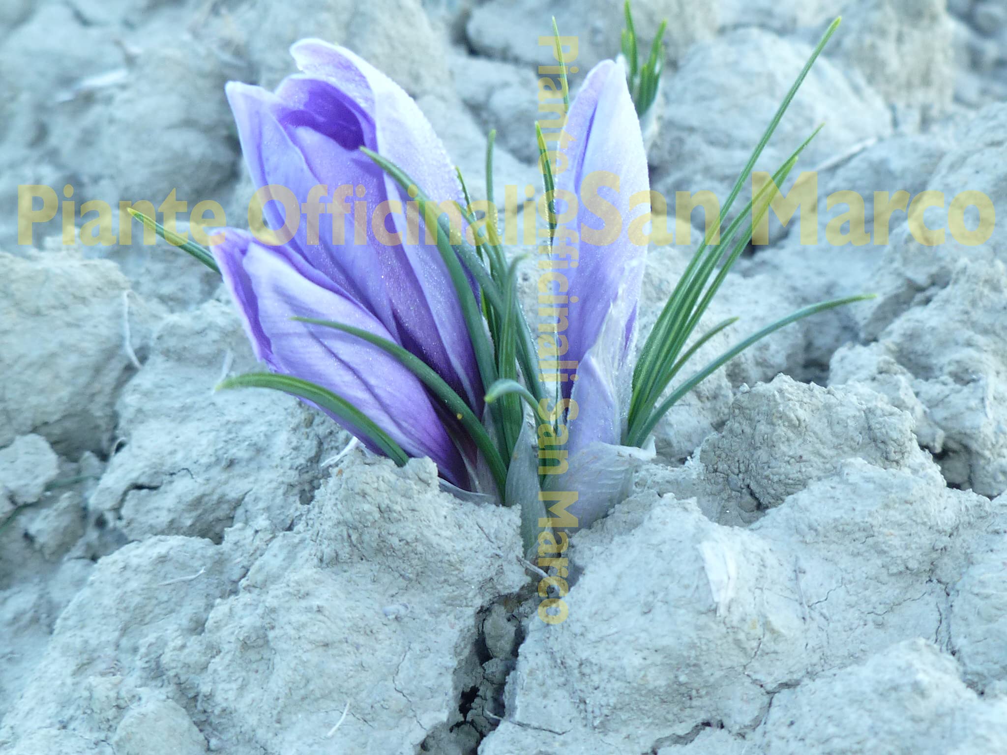 Officinali San Marco - Zafferano toscano biologico in pistilli delle Crete Senesi da 0,25g - 3 vasetti
