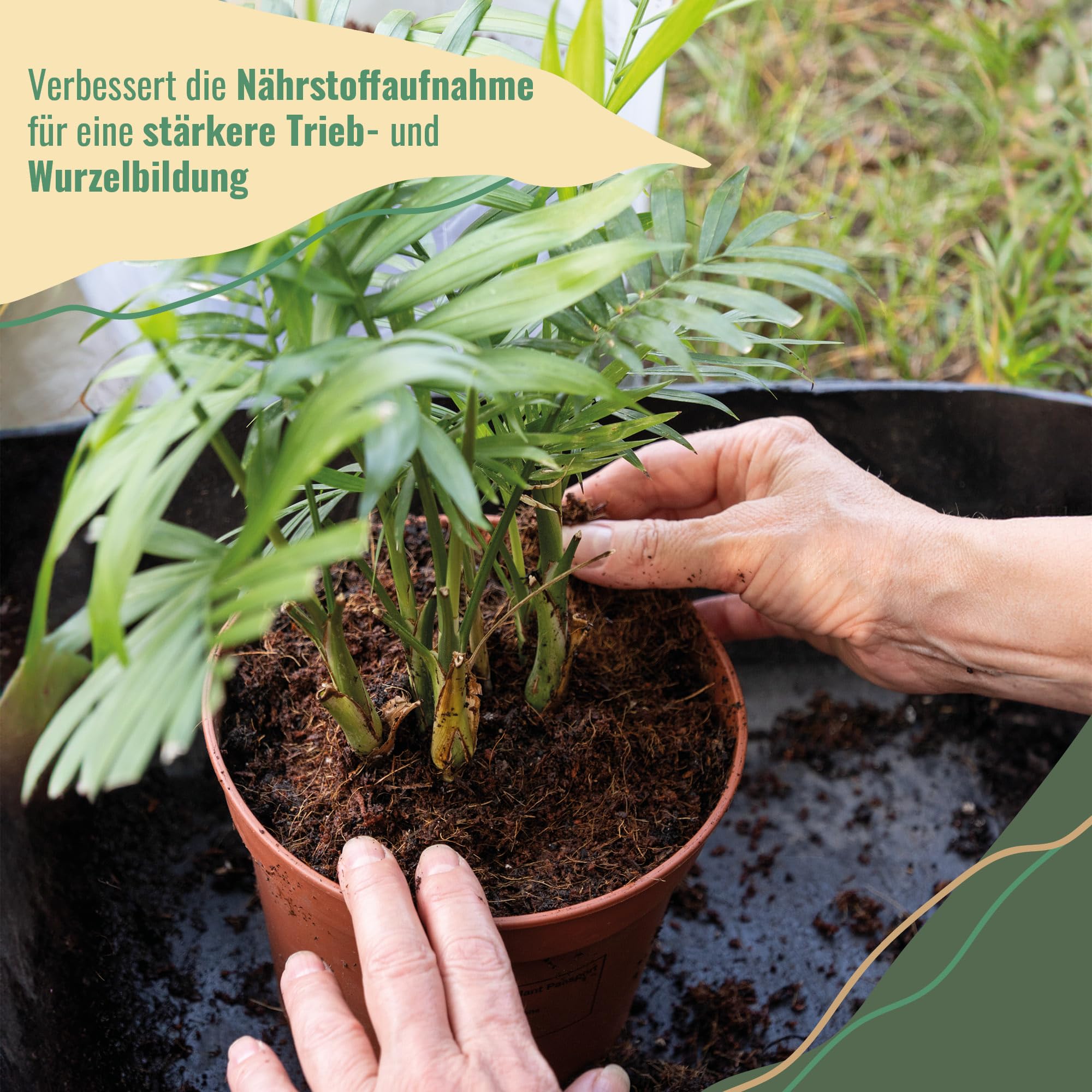Kokoserde Quellbeutel gepresst 10 Stück (240 Liter) – 100% torffreie Anzuchterde/Aussaaterde aus Kokosfasern für Pflanzen – Blumenerde für Zimmerpflanzen & Hochbeete – Direkt vom Hersteller