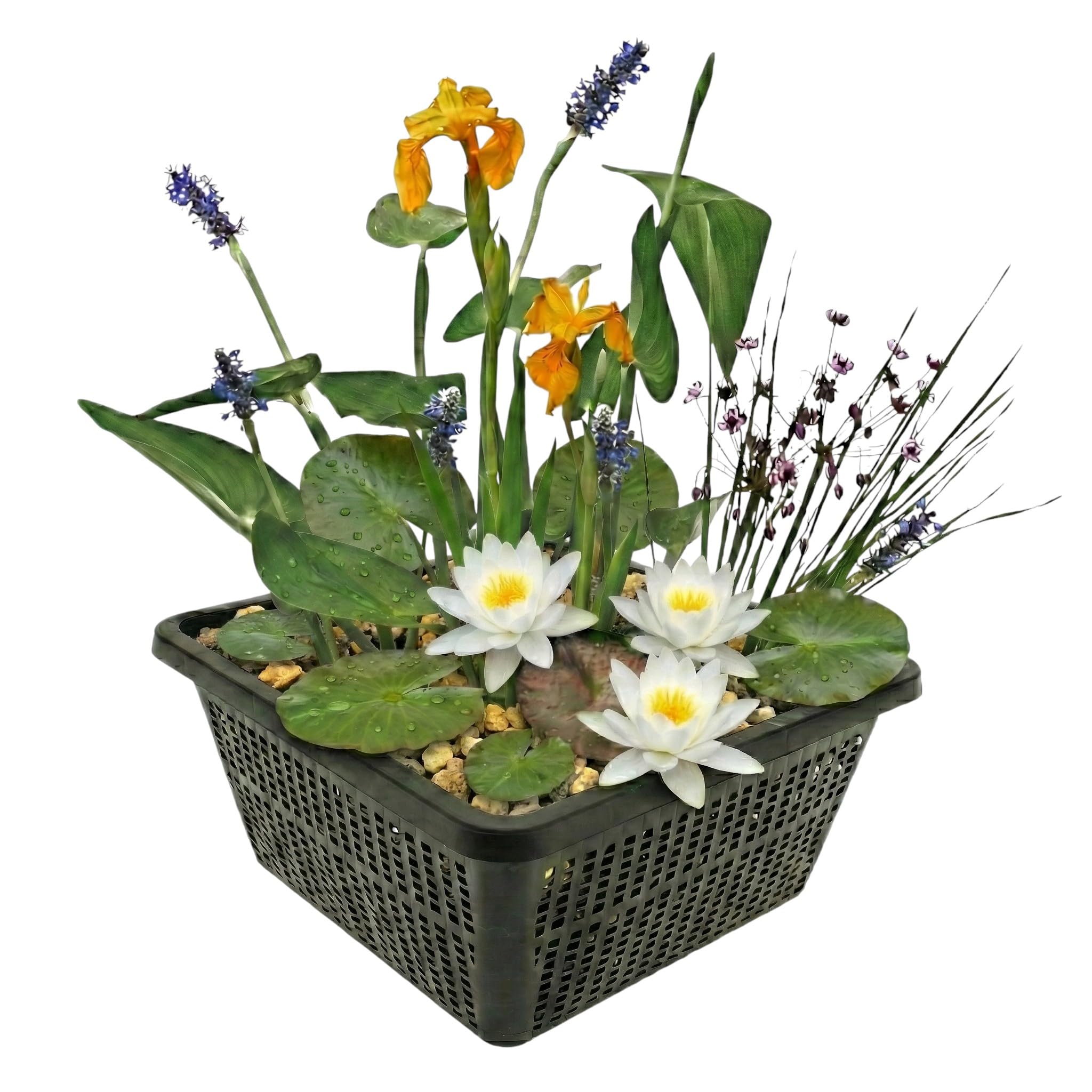 vdvelde.com - Mini-Teichset weiß - Kombi-Set - 4 Pflanzen - Platzierung: -10 bis -20cm