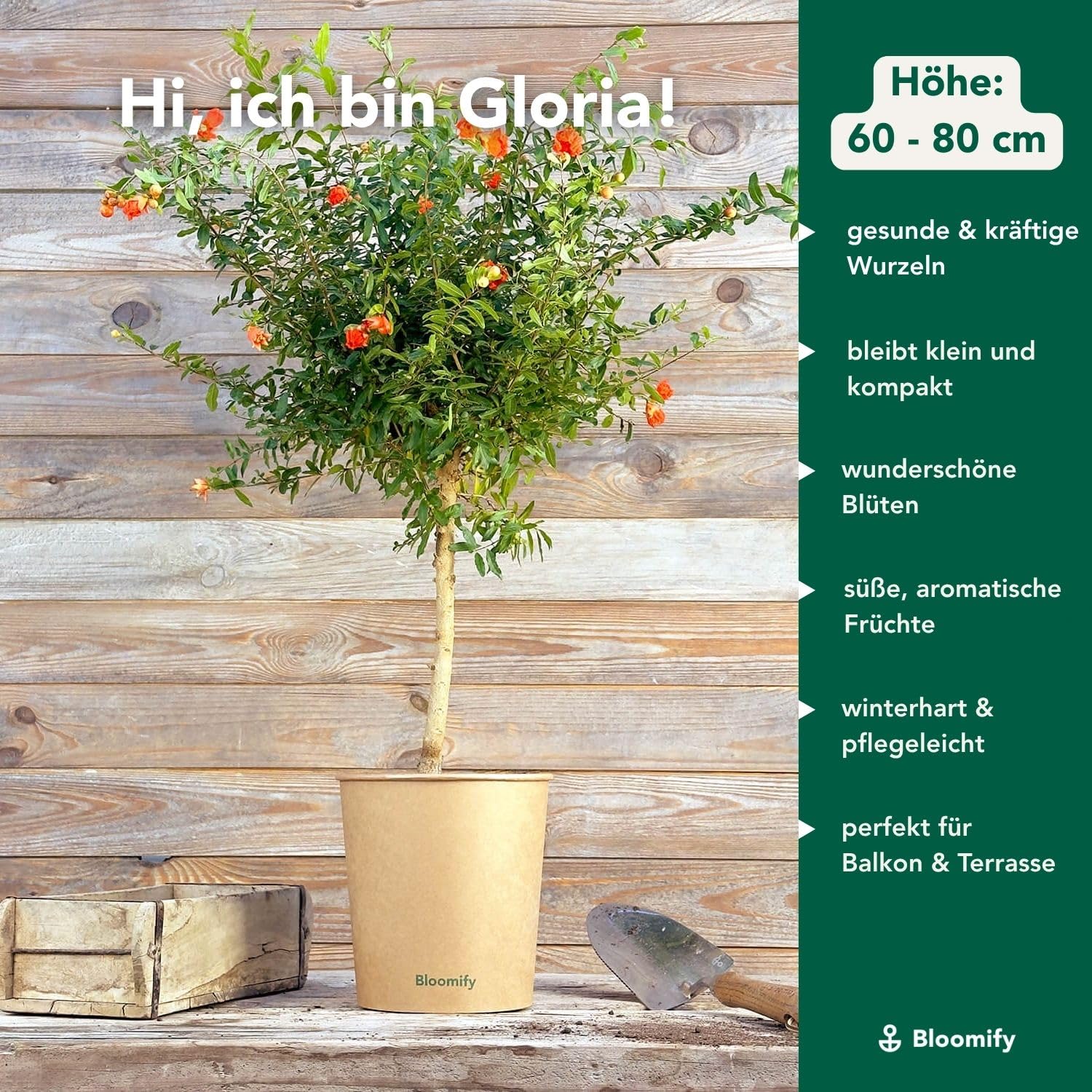 Bloomify® Zwerg Granatapfelbaum "Gloria" | 60 bis 80 cm große winterharte Granatapfel Pflanze | pflegeleichtes Granatapfel Bäumchen für Garten oder Topf | tolle Blüten und Früchte, selbstbefruchtend