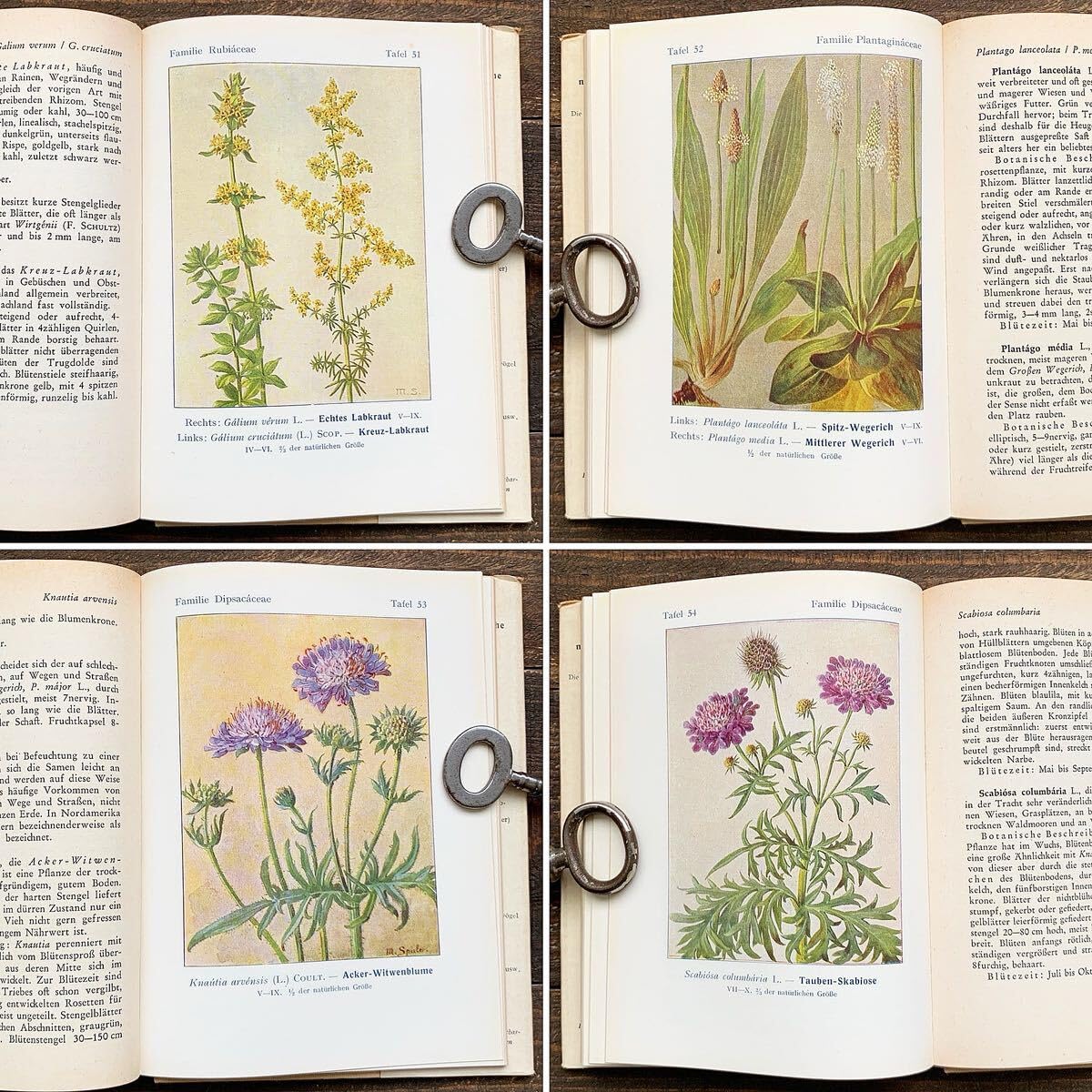 Amazon.co.jp: ドイツの古い植物図鑑(WIESENPFLANZEN 1955年