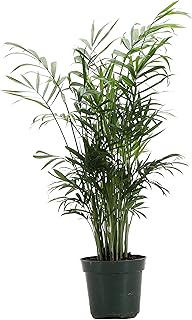Parlor Palm Plant, Live Indoor Plant, Neanthe Bella Palm, Natural Air Pu...