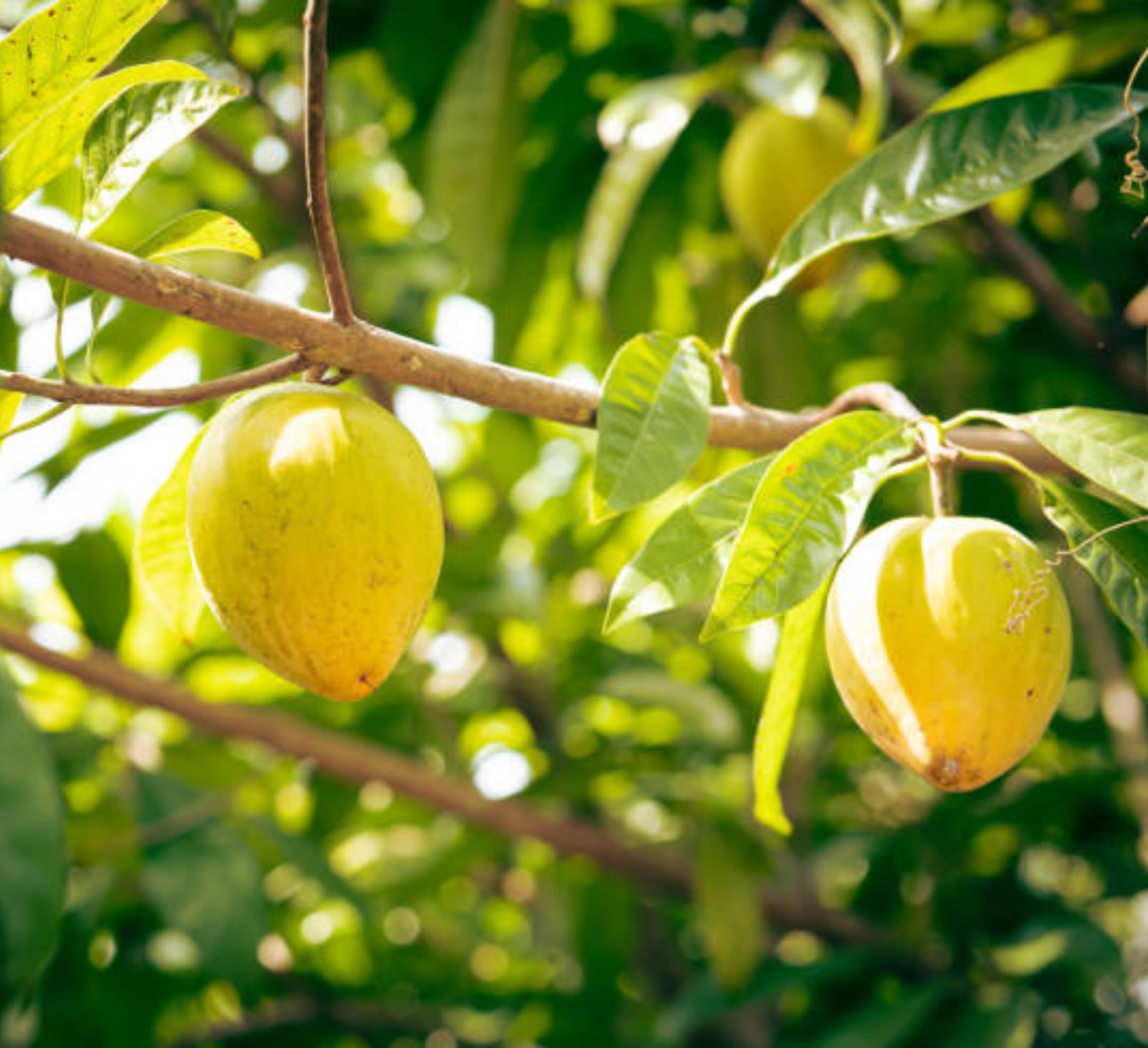 All Time Egg Fruit Plant - Live Grafted Tree -6