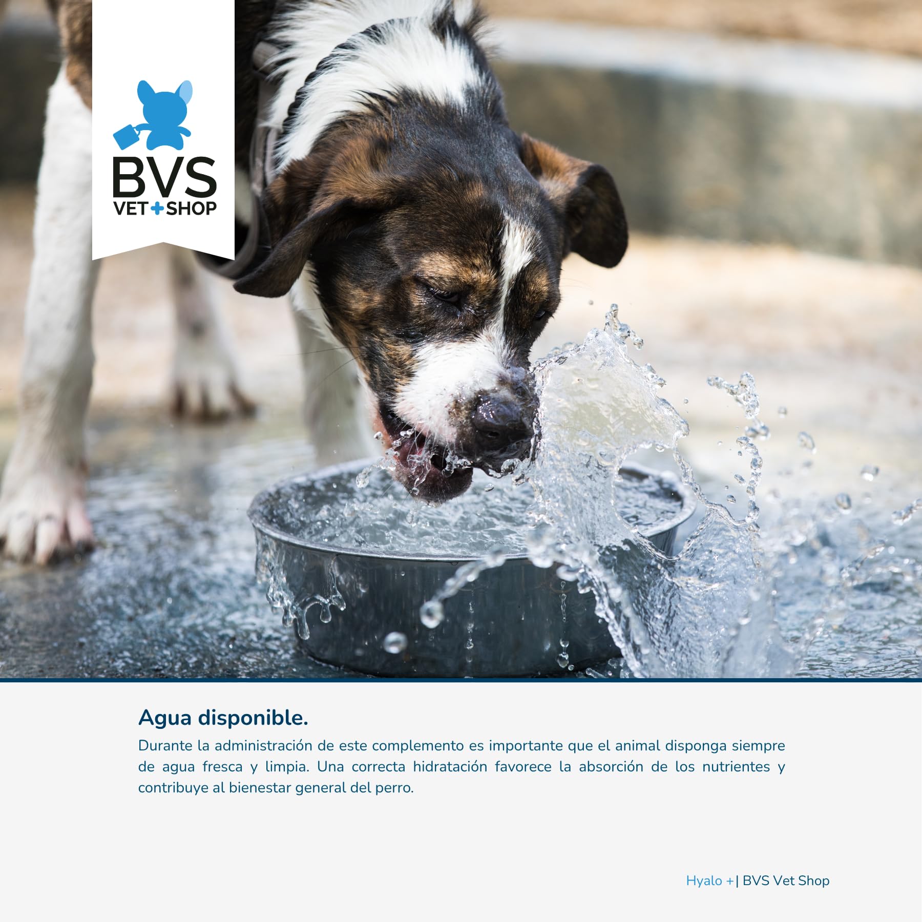 BVS Vet Shop | Hyalo Plus para Perros | Fortalece el Tejido cartilaginoso y Mejora la Movilidad de tu Mascota | 480 Comprimidos