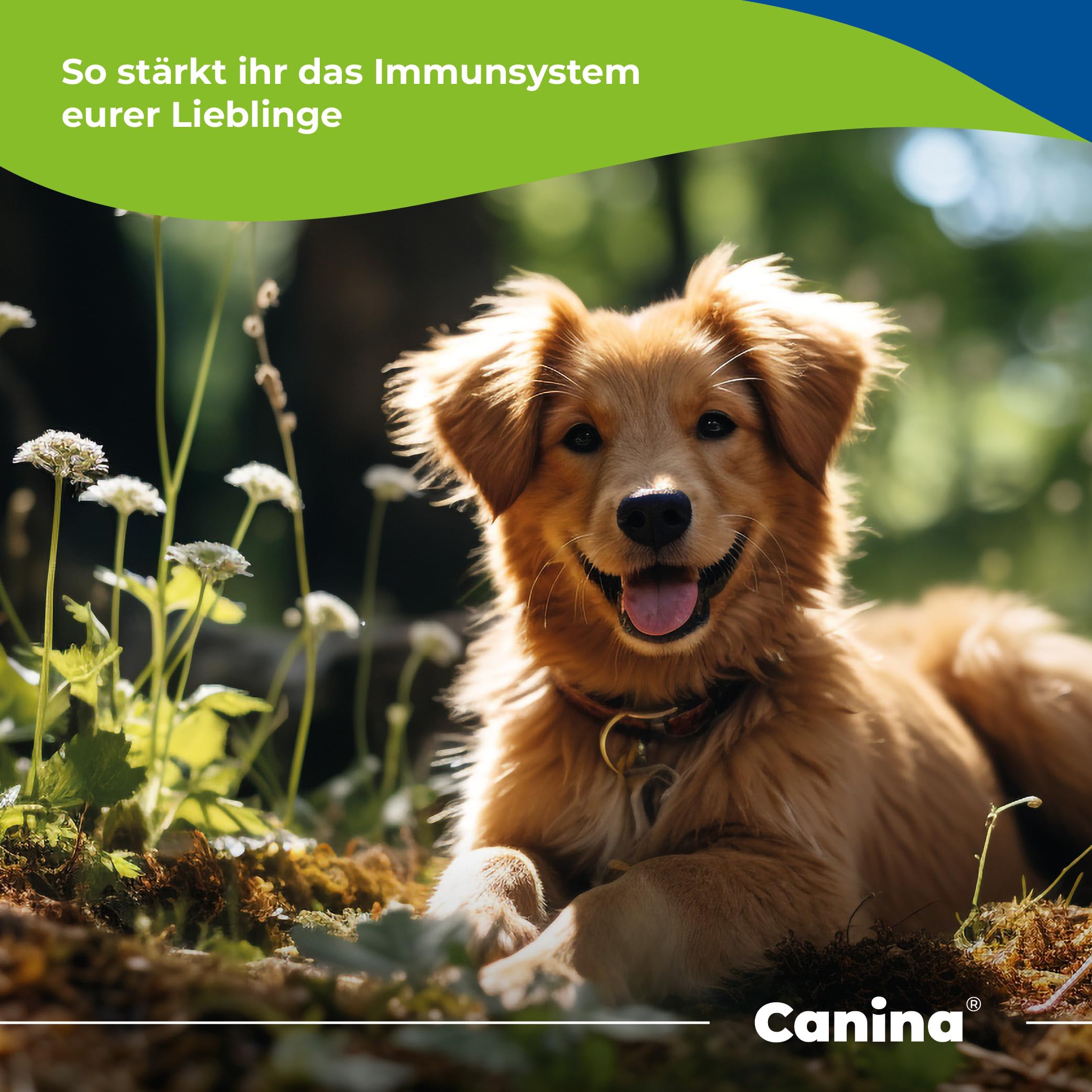 Canina Booster immunitaire – Spécialement conçu pour la pâte intestinale 15 ml