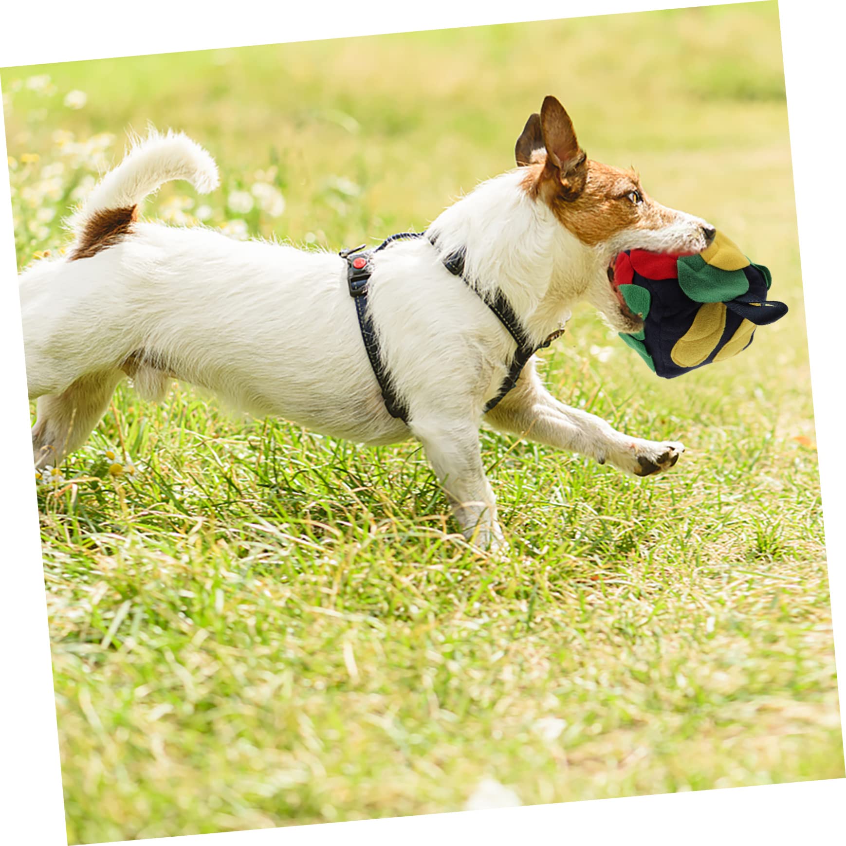 Beavorty 3stücke Schnüffelball Für Hunde Interaktives Futterspielzeug Nasenarbeit Und Spielspaß Komfortabel Und Atmungsaktiv Für Fütterung Und Beschäftigung Von Haustieren