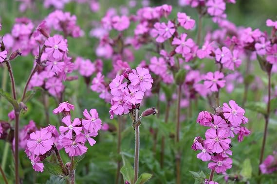 Red Campion Seed - UK Native Shade Tolerant Meadow Wildflower - 3g (Approx. 3000 Seeds) - for Spring or Autumn Sowing
