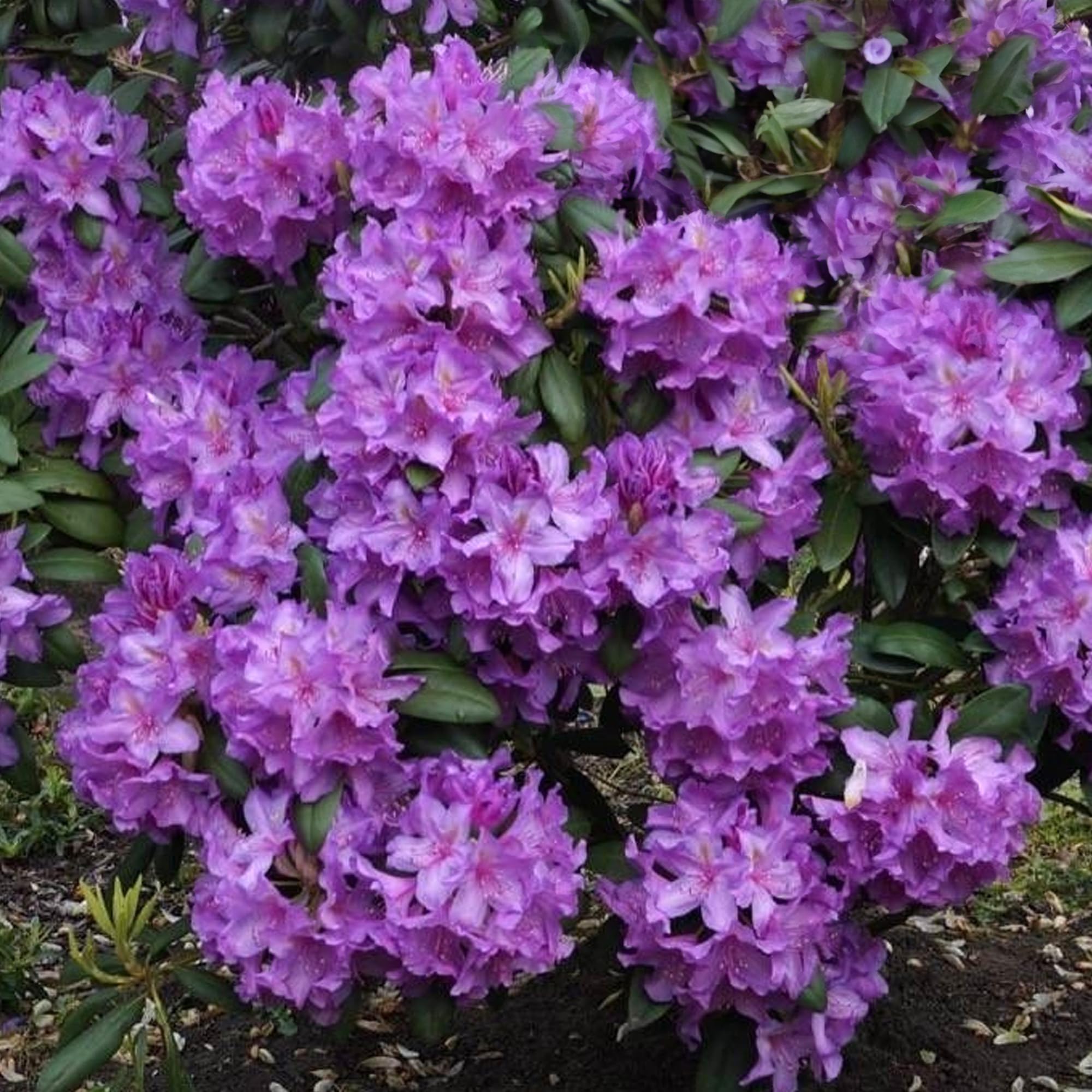 Rhododendron Azurro Evergreen Shrub - Evergreen Plant Garden Ready -  Outdoor Plants All Year Round - Garden Shrubs Hardy - Rhododendron Plants  Outdoor (9cm Pot, 15-25cm) : Amazon.co.uk: Garden