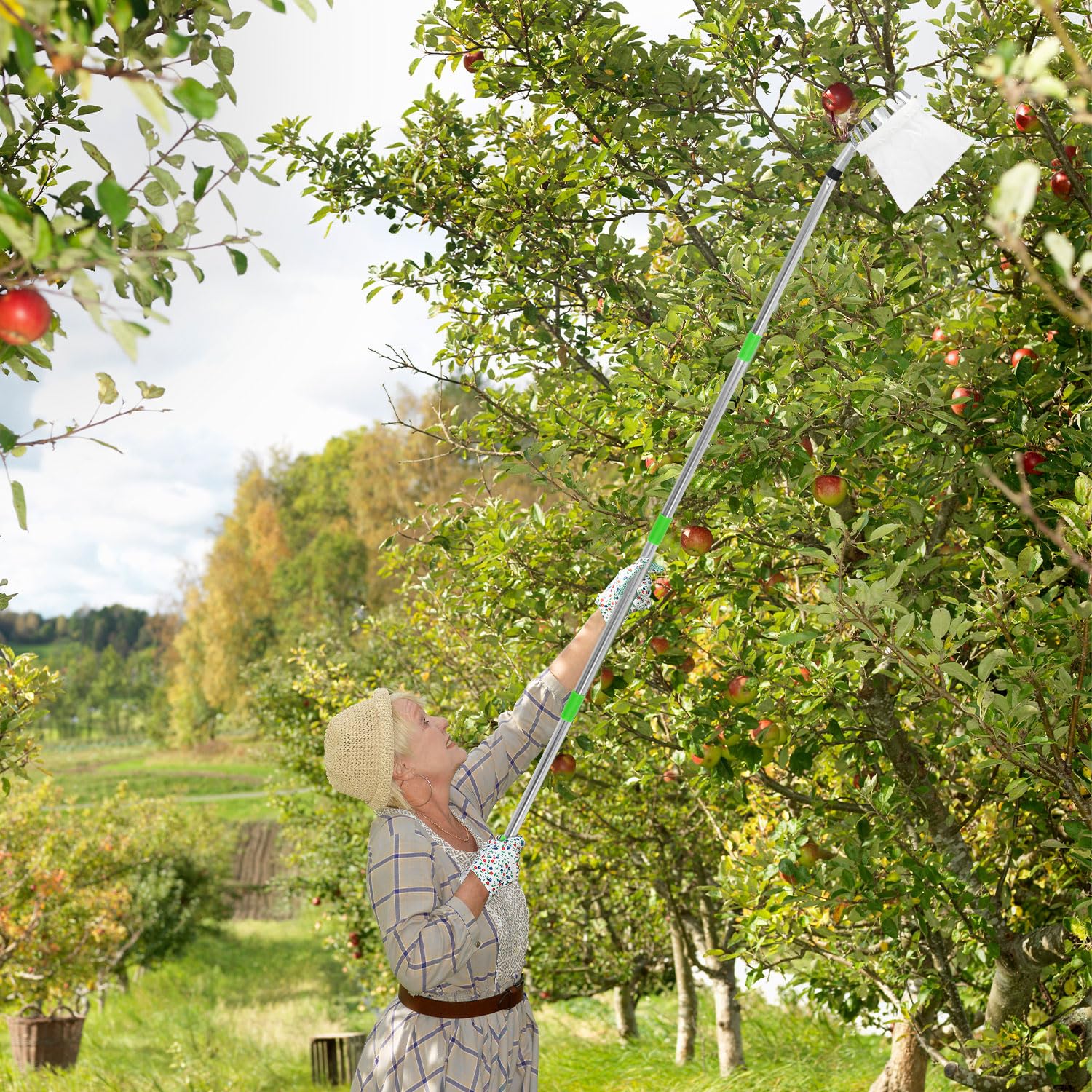 XIHIRCD Raccogli Frutta con Palo, Raccoglitore di Frutta Strumento Raccoglifrutta Regolabile con Cestello Telescopico in Acciaio Inox per Raccogliere Alberi di Mele Albicocche Mango Lime Nettarine