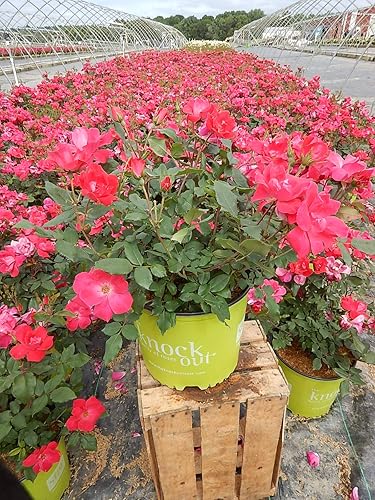 Vista 32 de Green Promise Farms Rosa Knock Out` (Reblooming) Rosa, contenedor de 3 tamaños, flor rosa