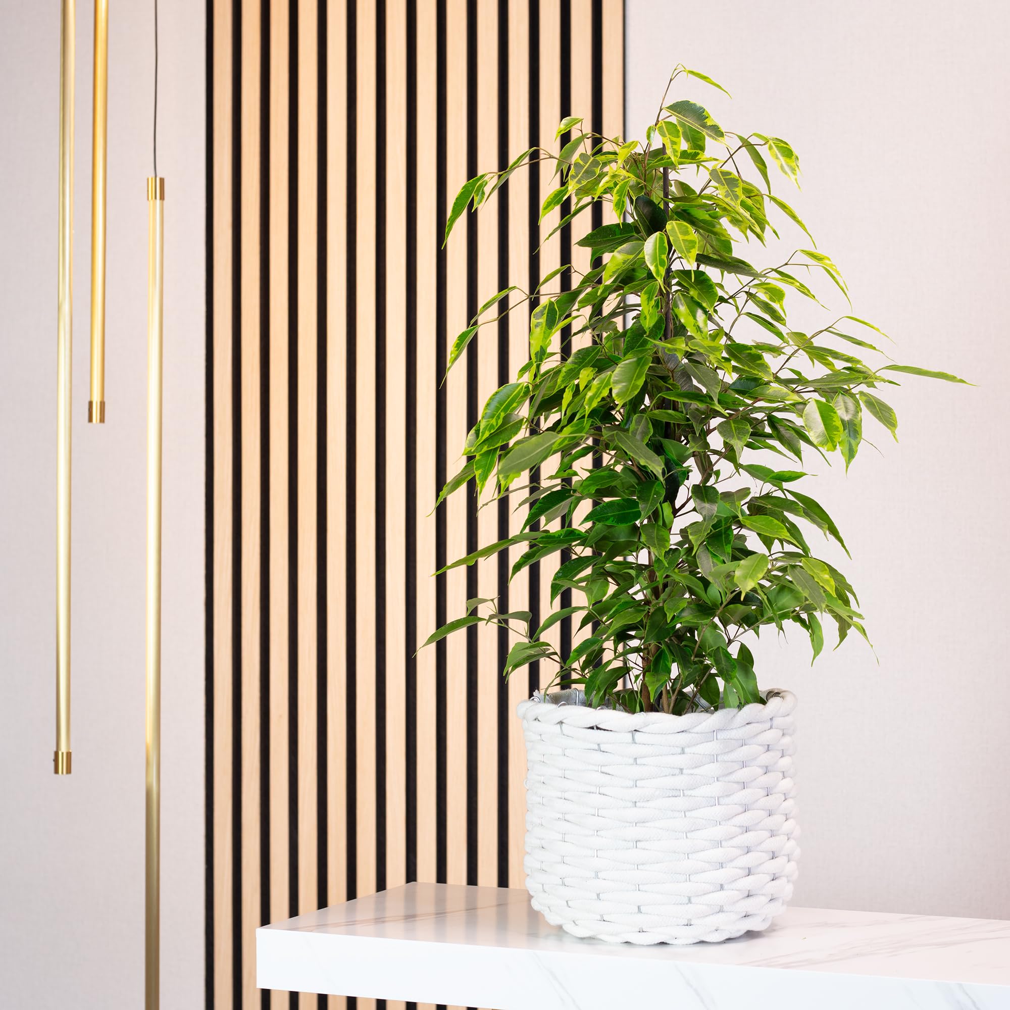 Figuier de bouleau « Forever » - Plante d'intérieur facile d'entretien - Ficus benjamini - Hauteur : environ 75 cm - Diamètre du pot : 17 cm