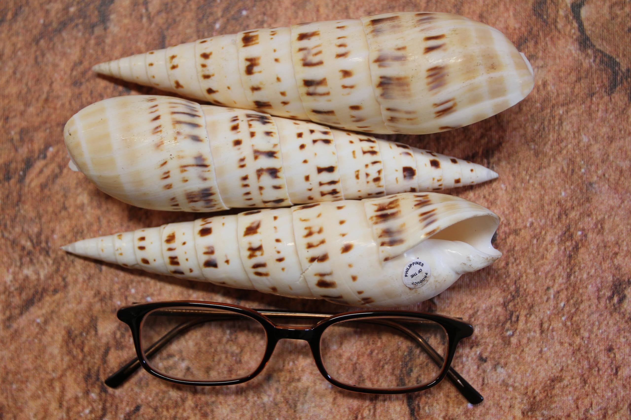 Terebra Maculata Seashells, 5-7 Inches, Natural Cream and Brown Pattern, Craft Quality, 2 Pieces SS-469