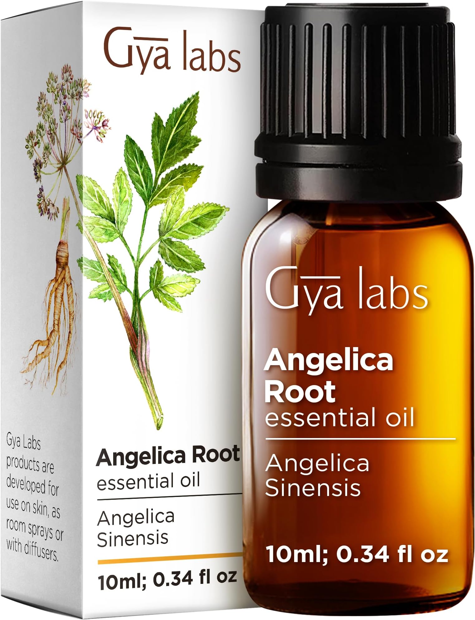 Gya Labs Angelica Root Essential Oil (10ml) - Earthy & Herbaceous Scent