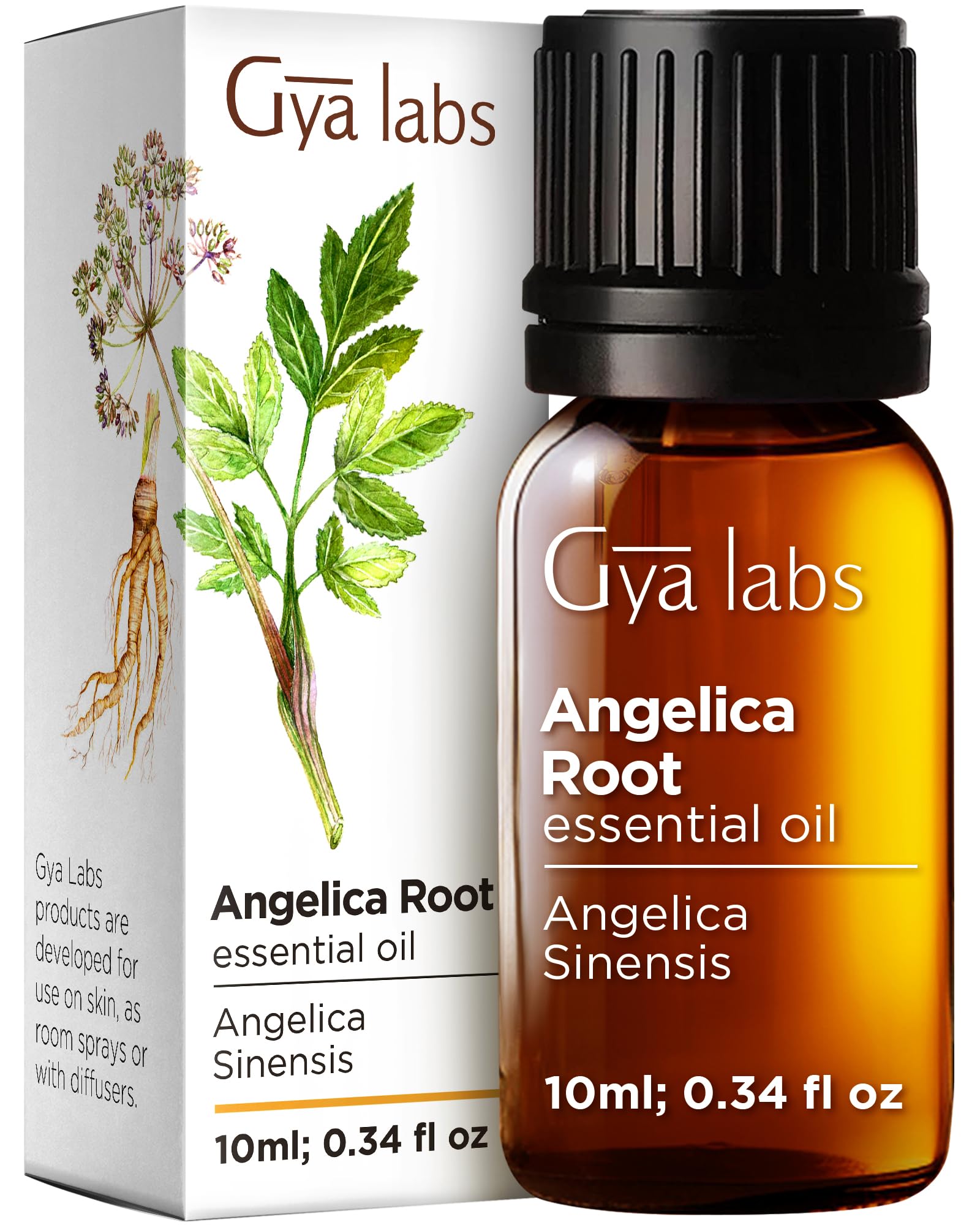 Gya Labs Angelica Root Essential Oil (10ml) - Earthy & Herbaceous Scent