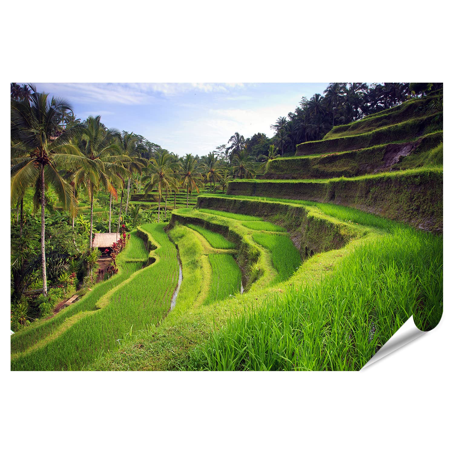islandburner Poster XXL con immagine in Tegallalang Ubud su Bali Indonesia Immagini Premium Stampa fotografica