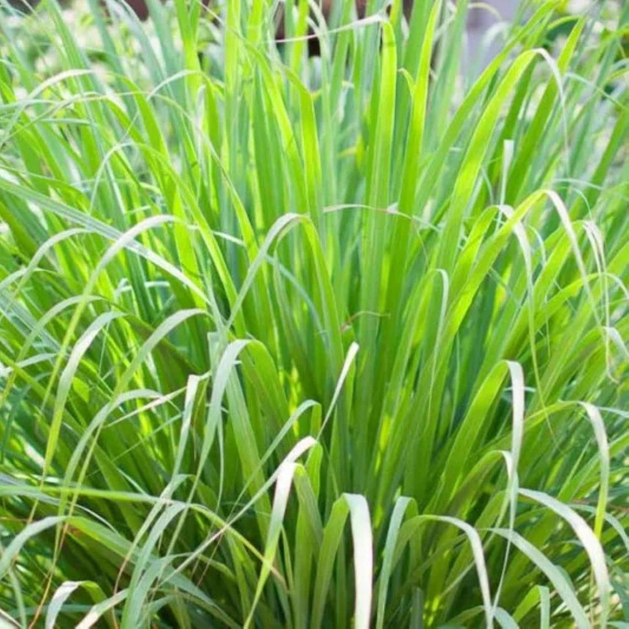 AHYGZWZSYC lemongrass plants
